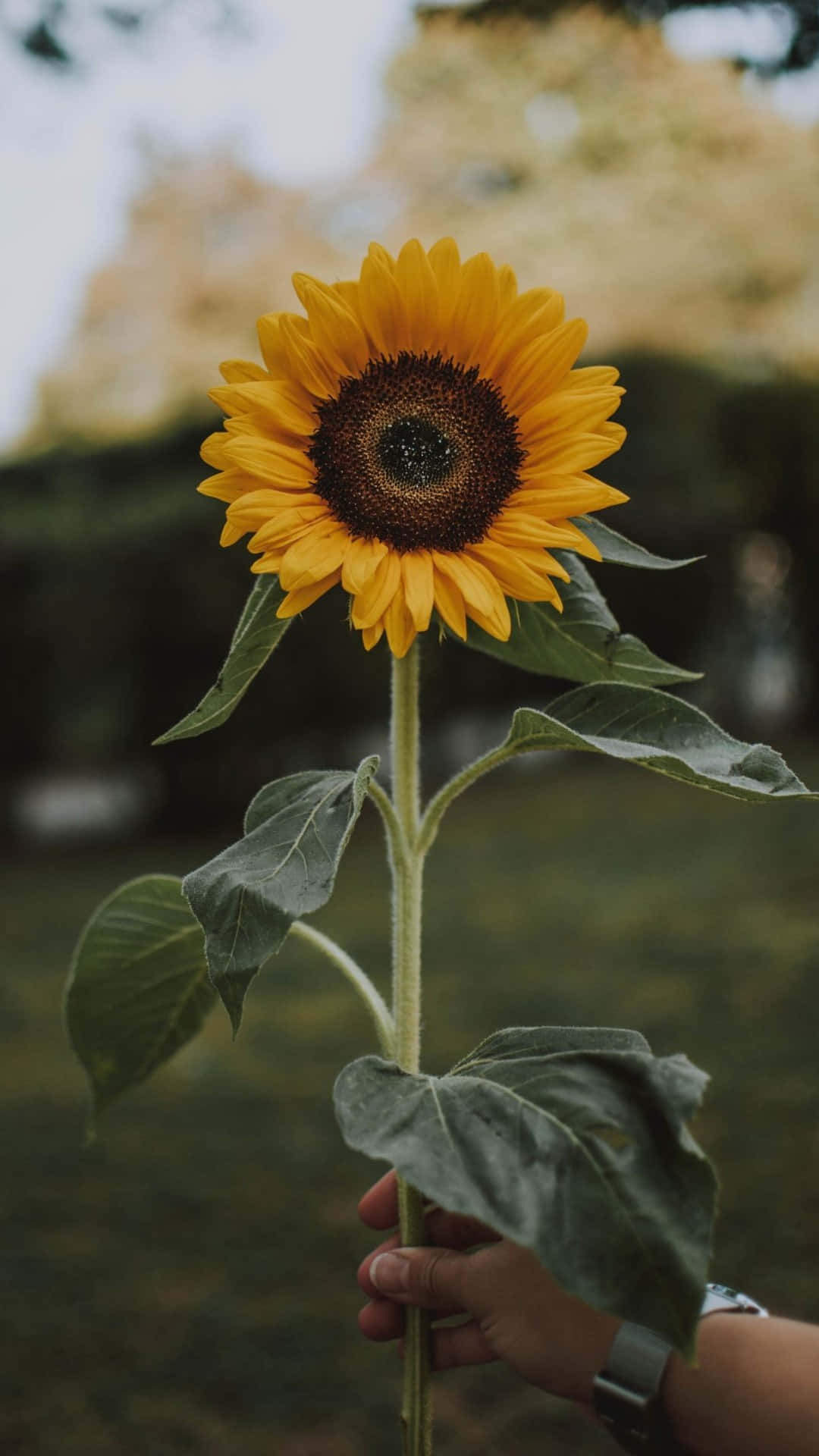 Singular Hand Holding Sunflower [wallpaper] Background