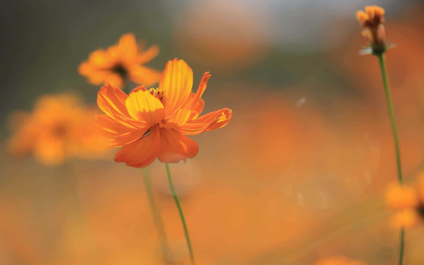 Singular Orange Flower Background