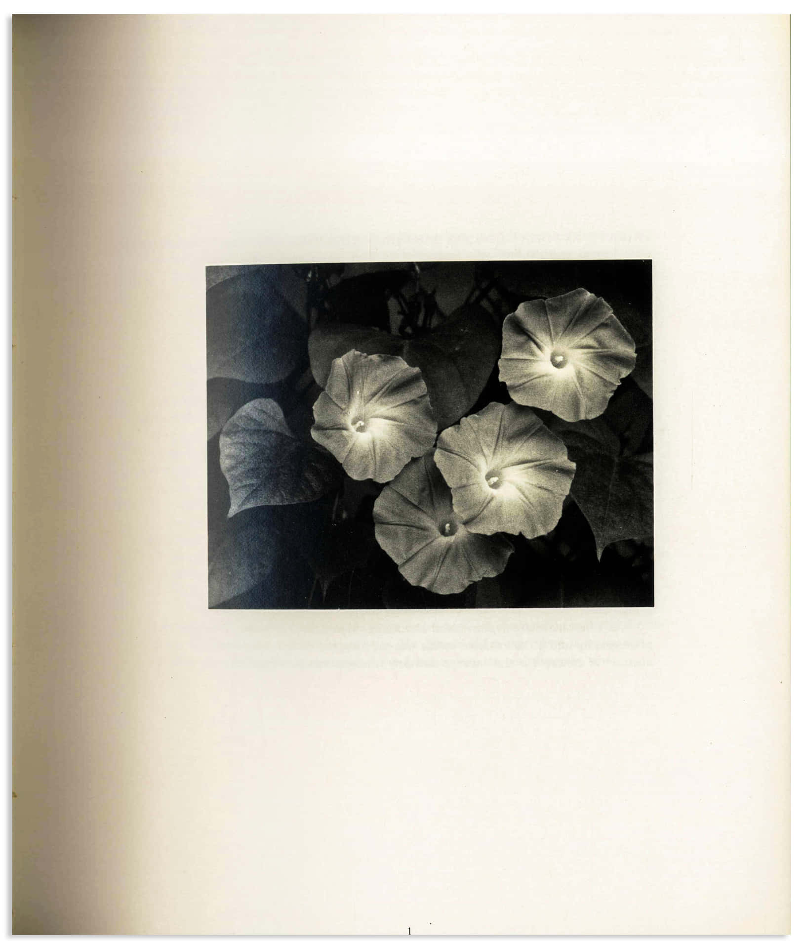 Singular Page With Flowers [wallpaper] Background