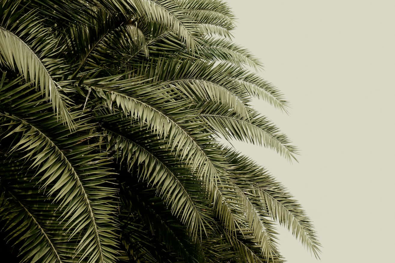 Singular Pine Leaves [wallpaper] Background