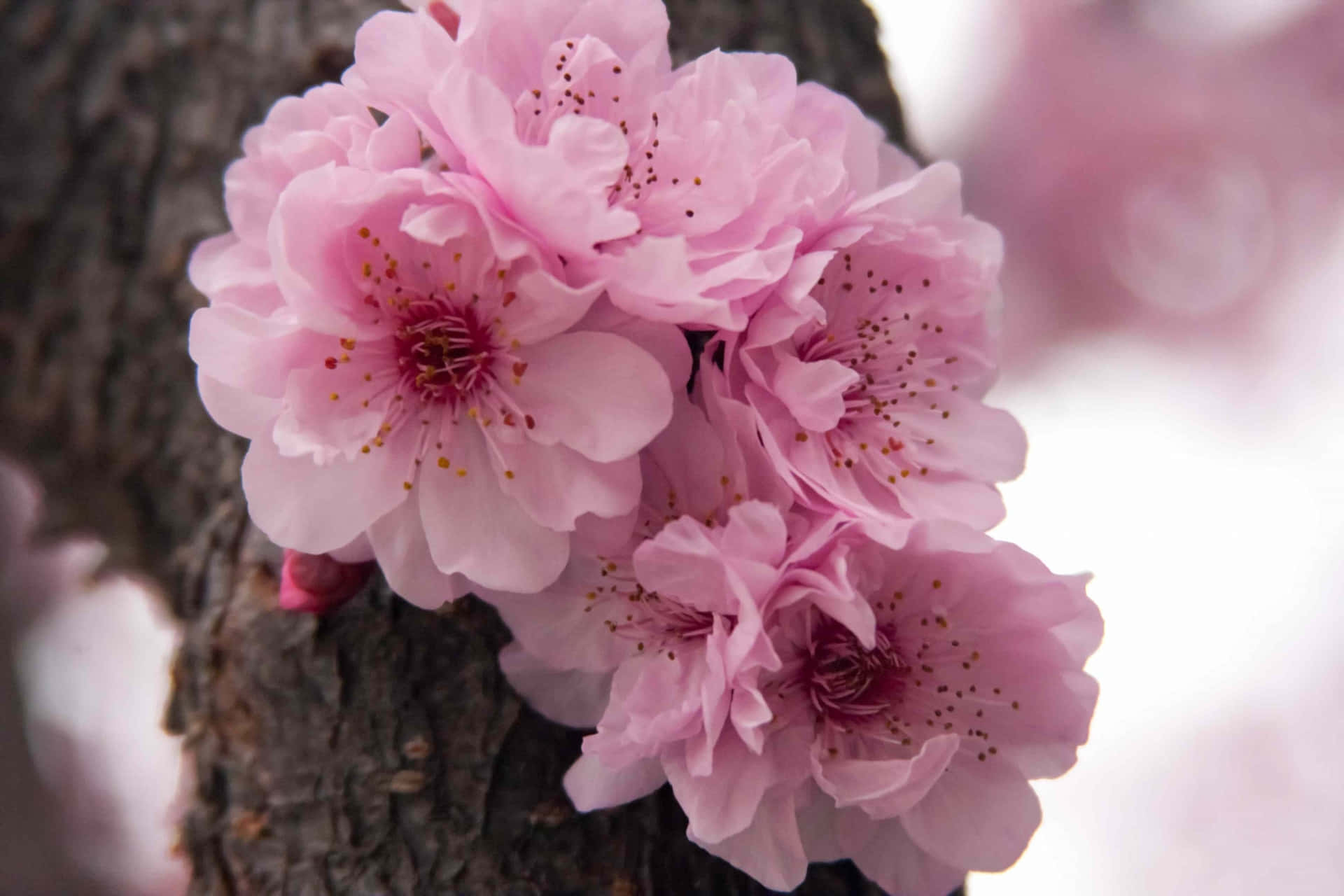 Singular Pink Flowers [wallpaper] Background