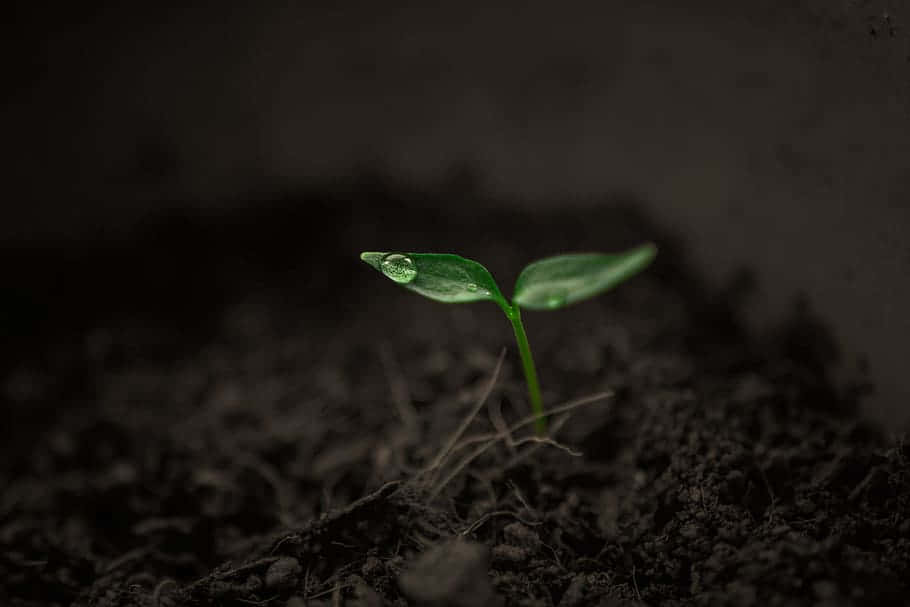 Singular Plant Growing [wallpaper] Background