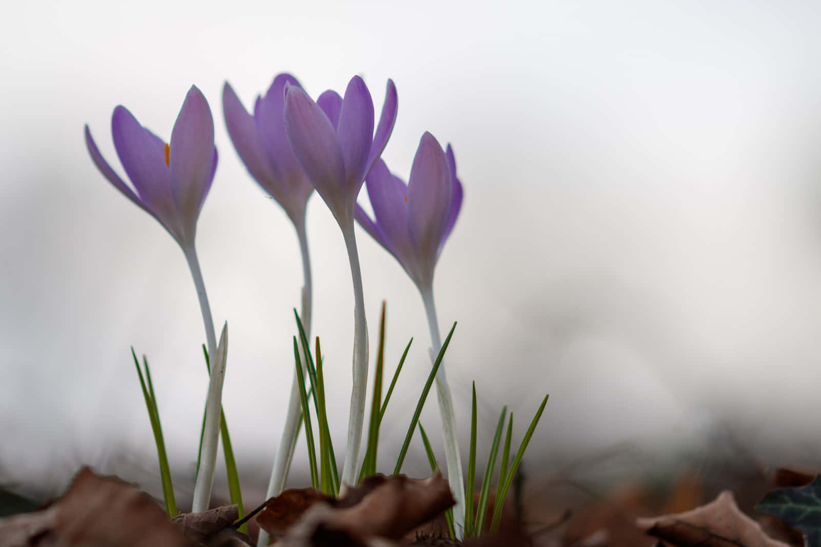 Singular Purple Flowers [wallpaper] Background