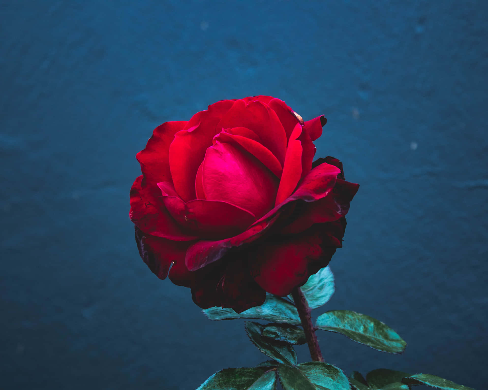 Singular Red Rose [wallpaper] Background