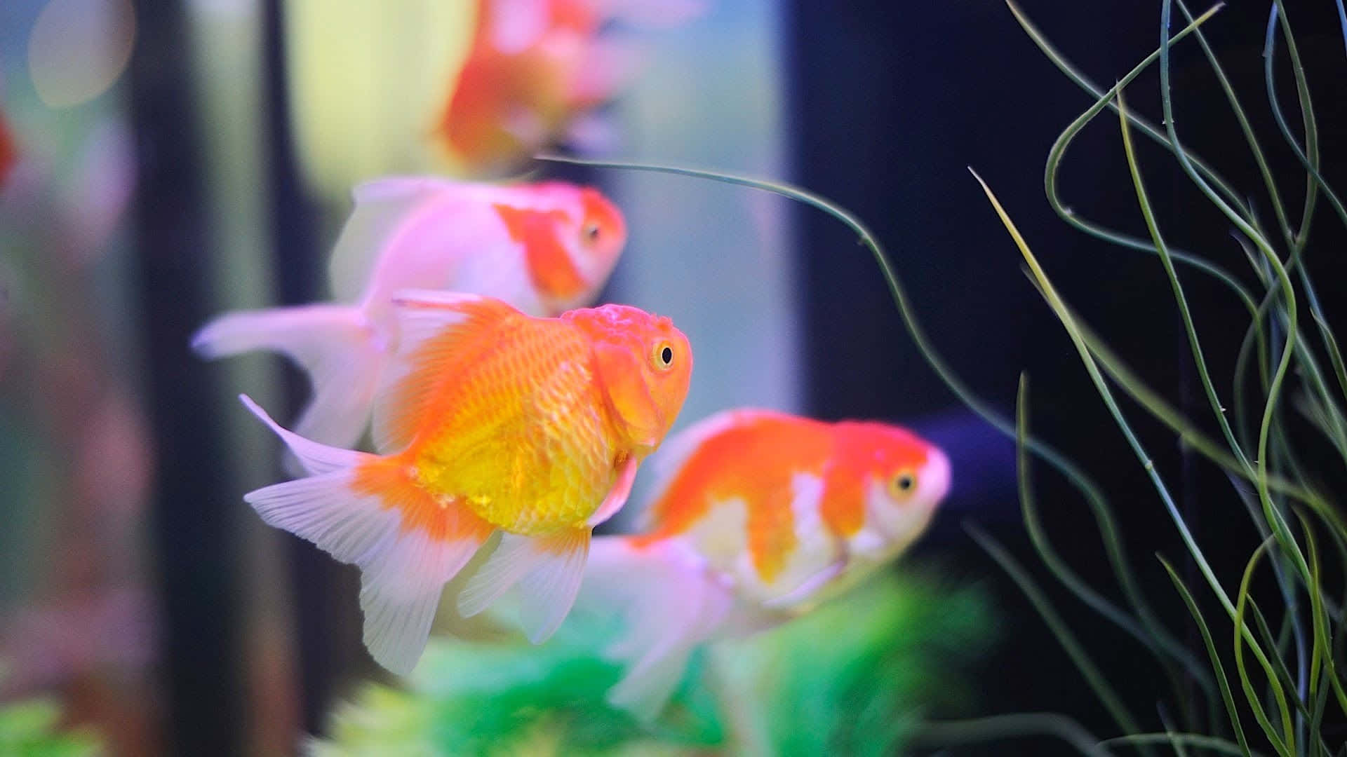 Singular School Of Fish [wallpaper] Background