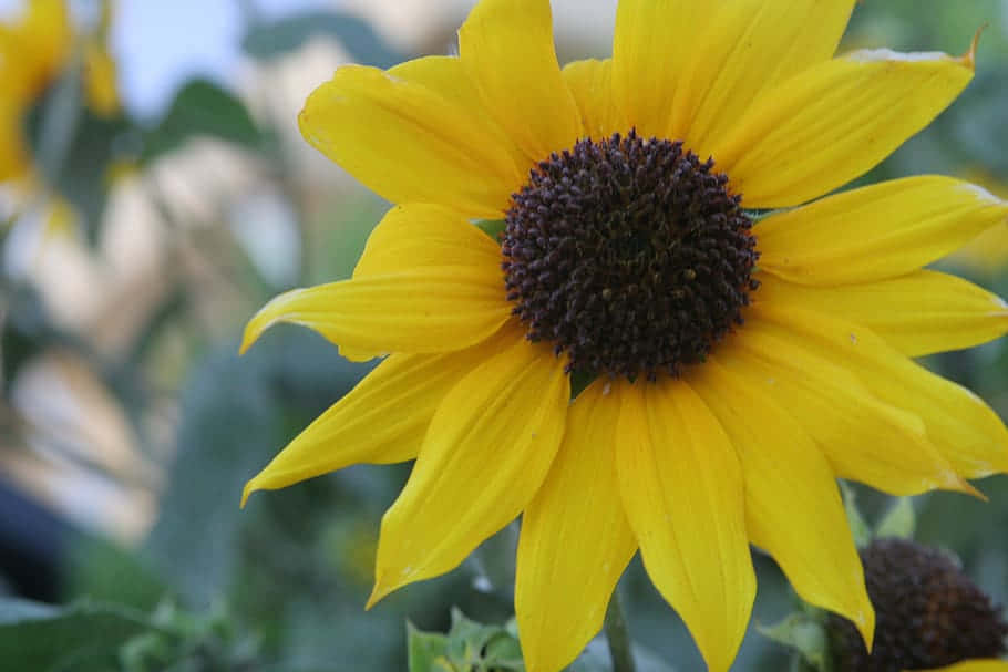 Singular Sunflower Zoomed In [wallpaper] Background