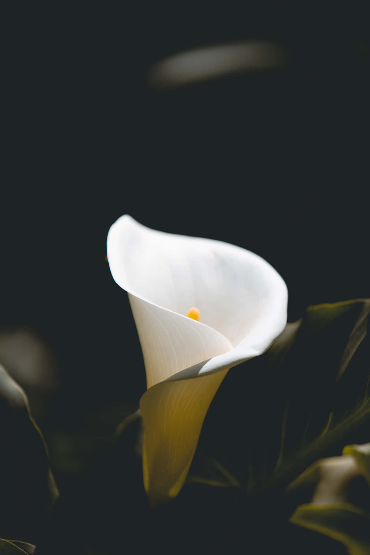 Singular White Flower [wallpaper] Background