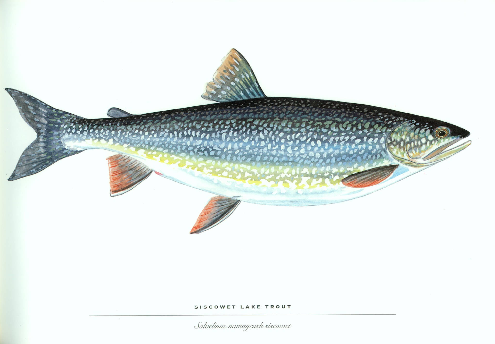 Siscowet Lake Trout