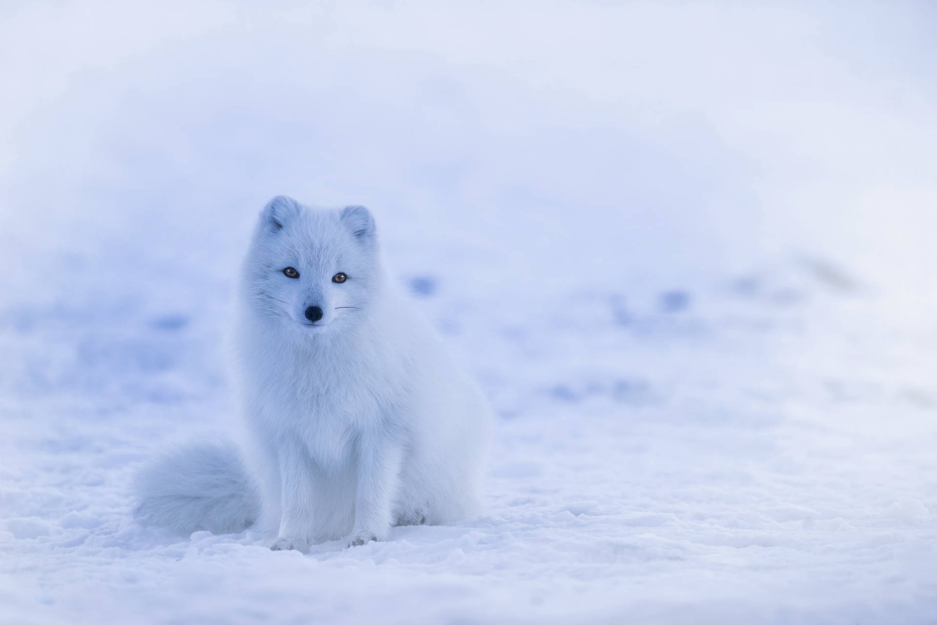 Sitting Arctic Fox In Snow Background