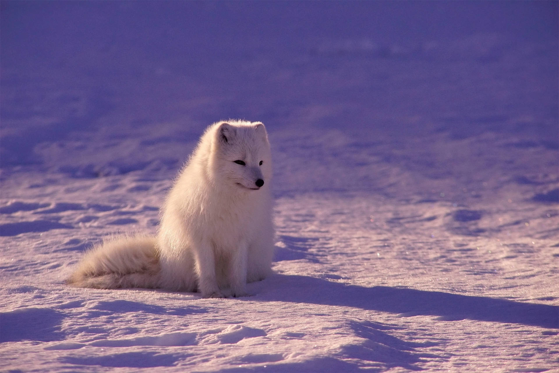 Sitting Baby Arctic Fox Background