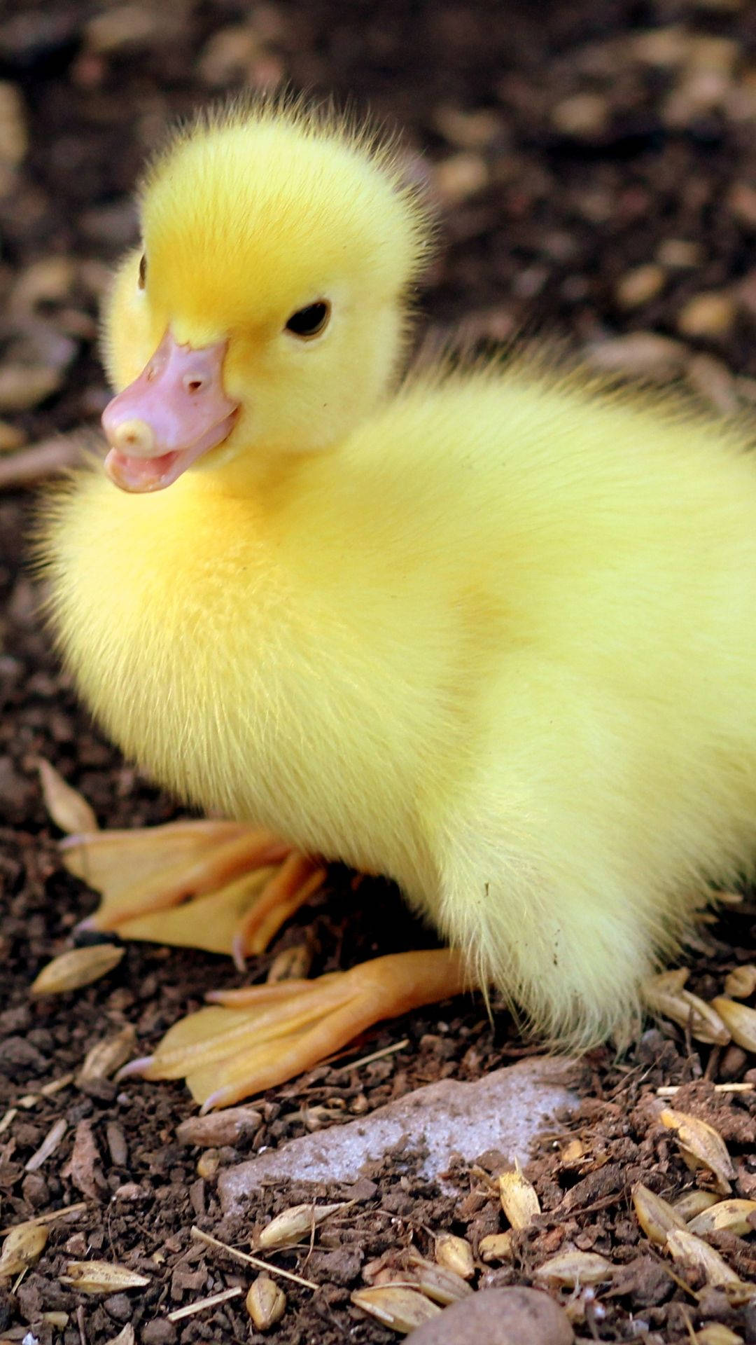 Sitting Baby Duck Background