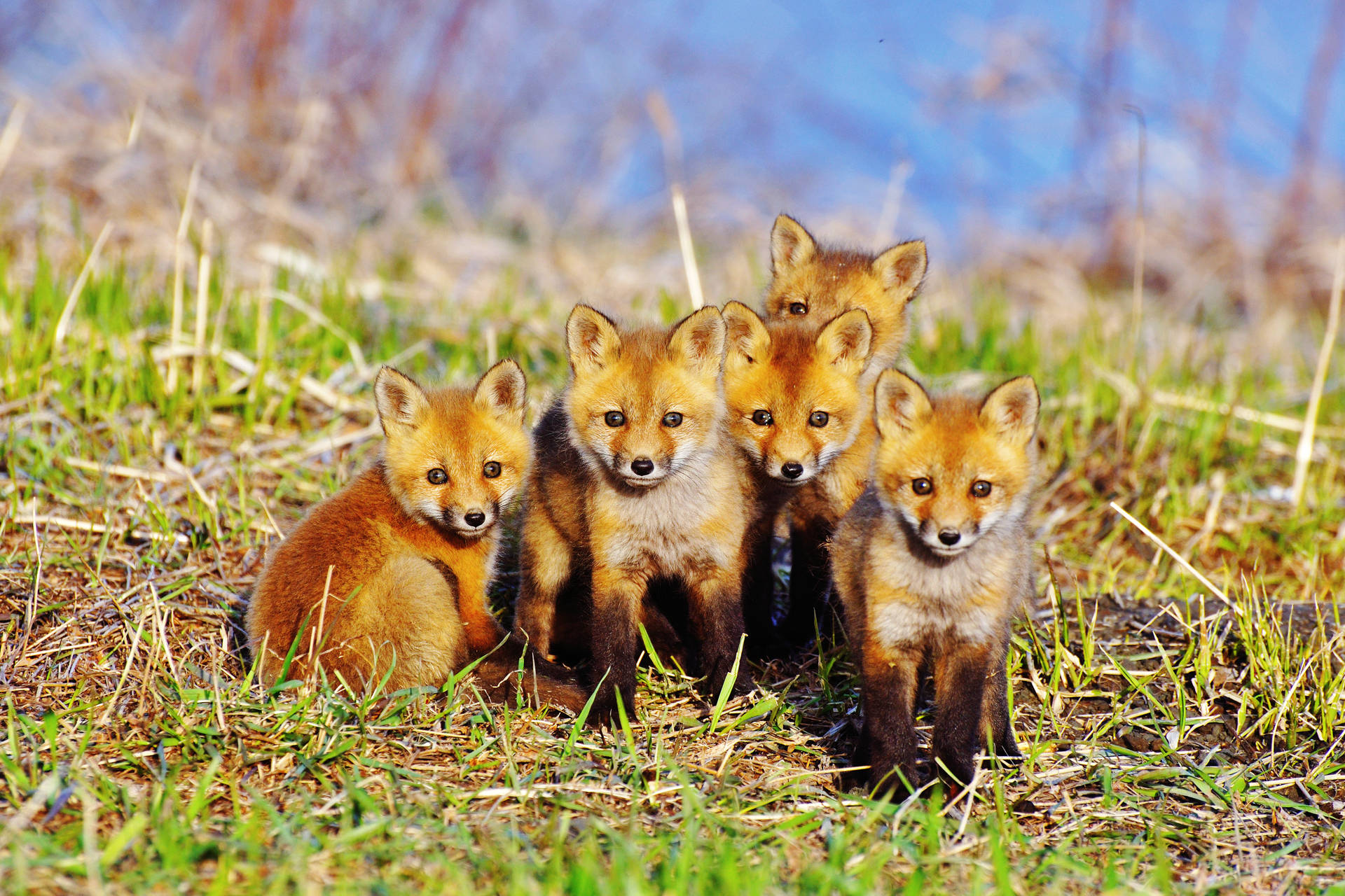 Sitting Baby Foxes Background