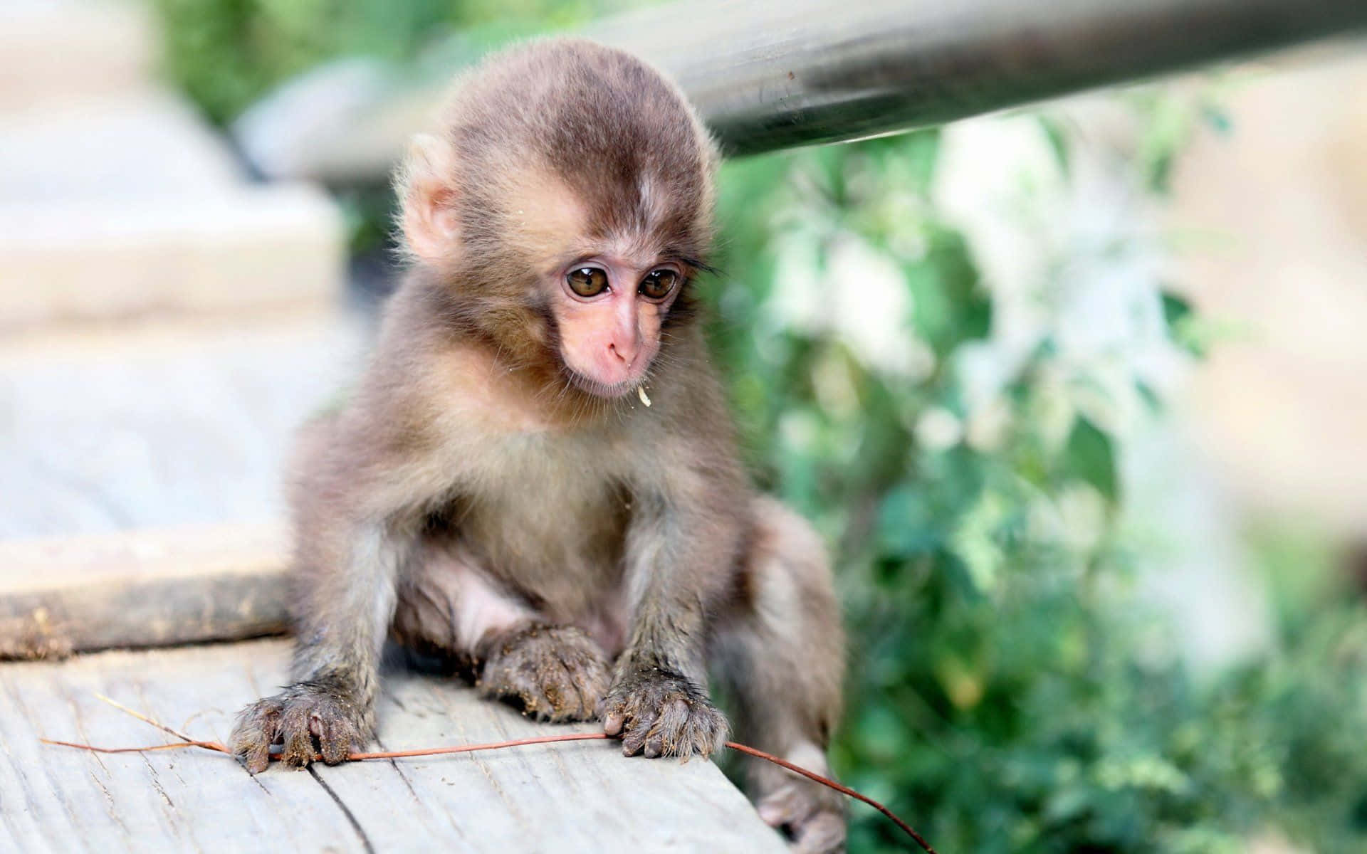 Sitting Cute Monkey Photo Background