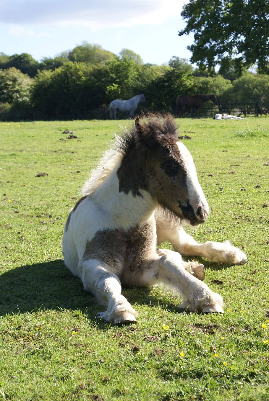 Sitting Galineers Cob Horse Breed Foal