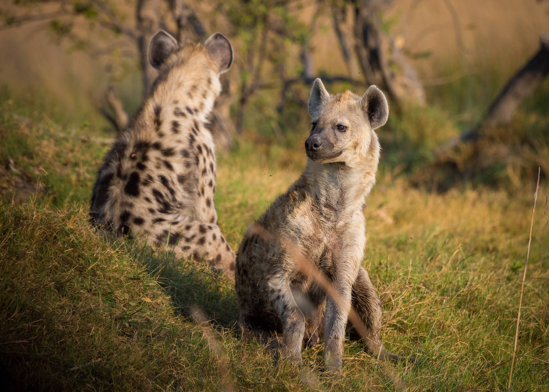 Sitting Hyenas Predator Background