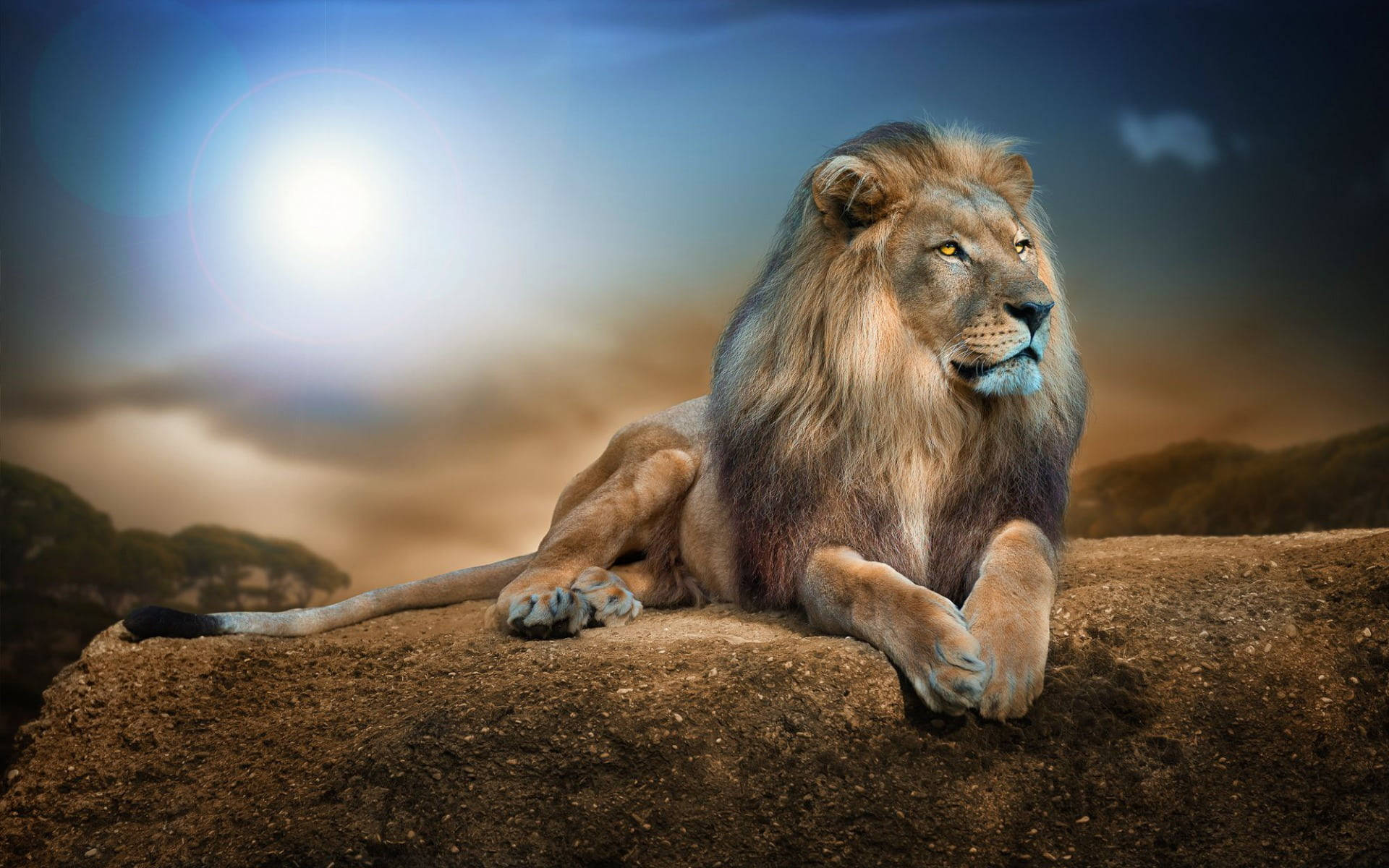 Sitting Lion Laptop Background