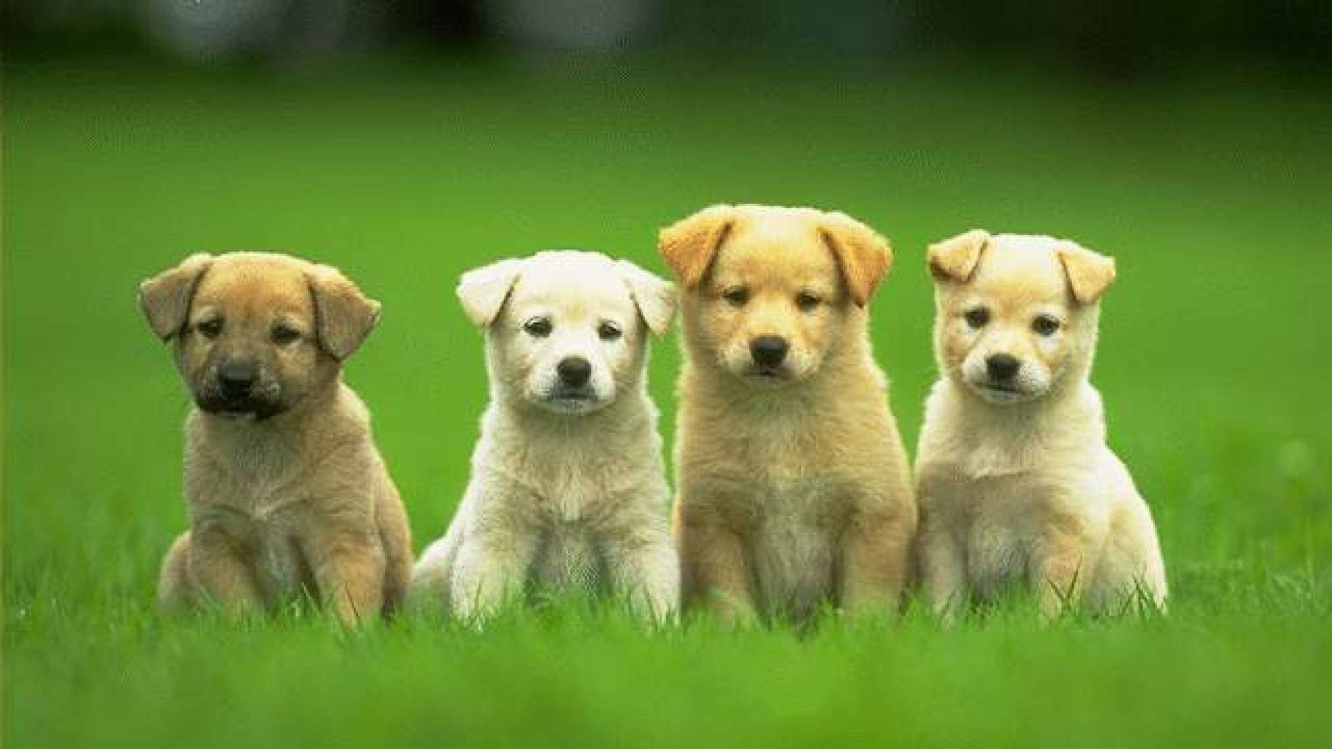 Sitting Puppies On Grass Background