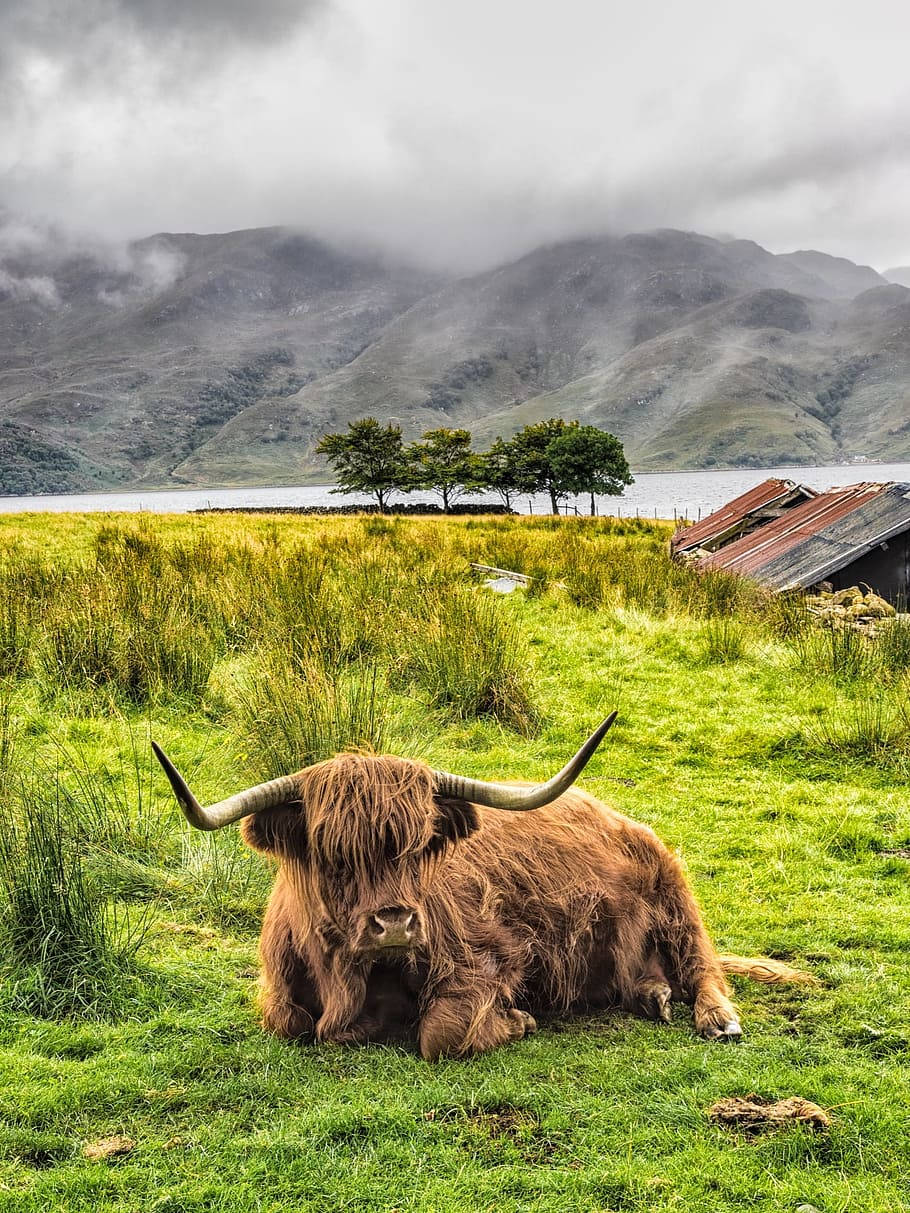 Sitting Scottish Highland Cattle With Long Horn