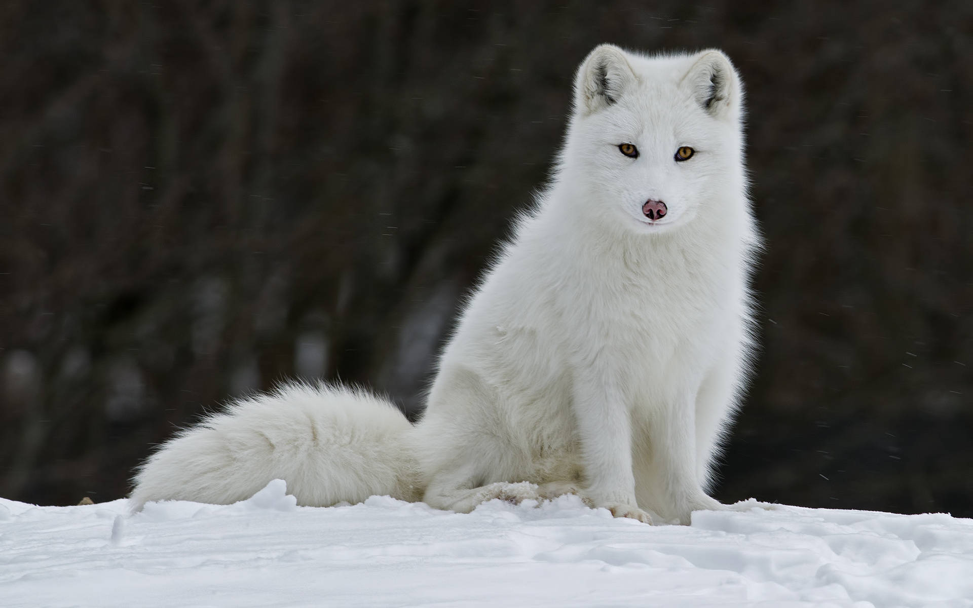 Sitting Wild Arctic Fox Background