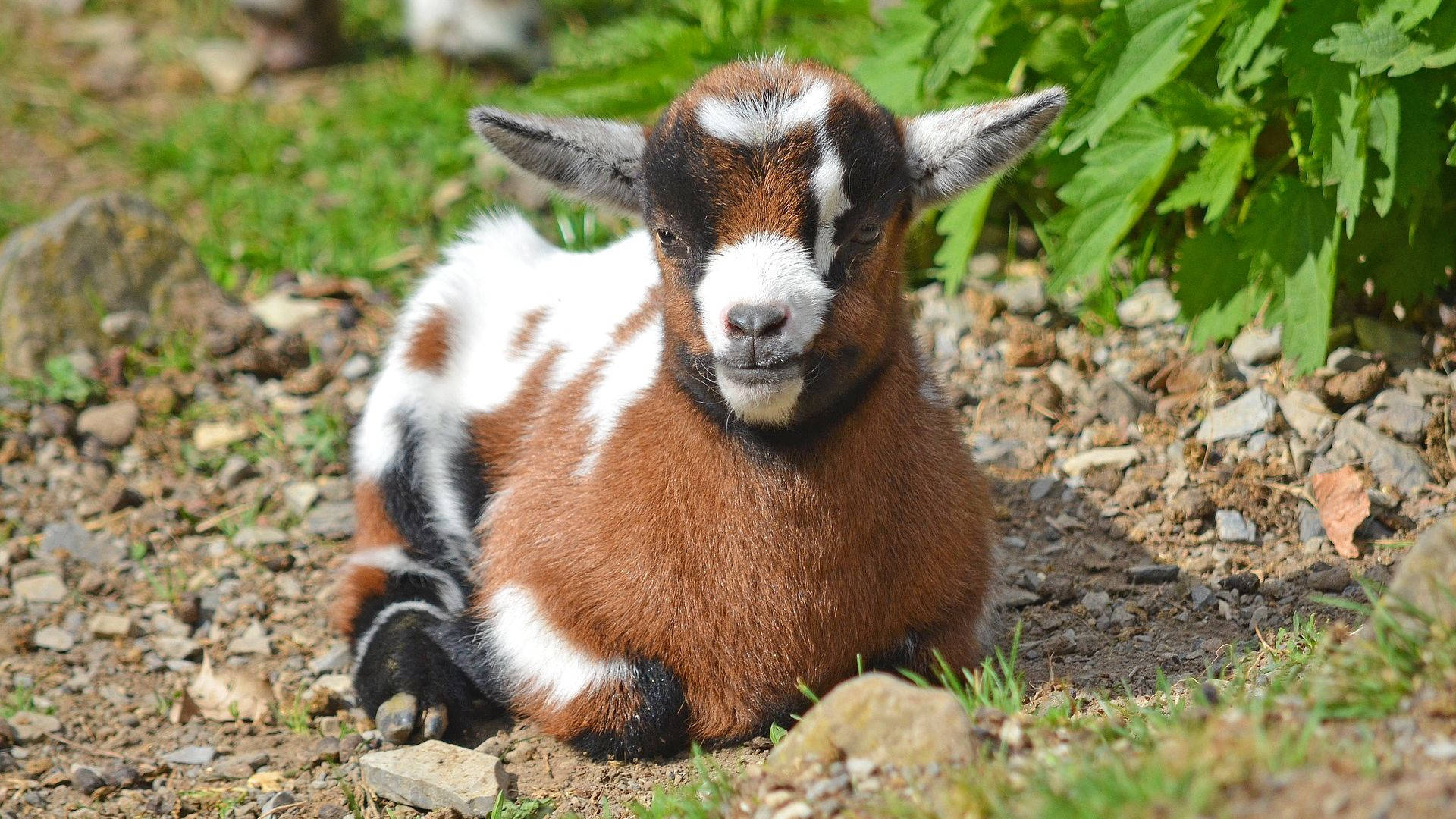 Sitting Young Brown And White Goat Kid Background