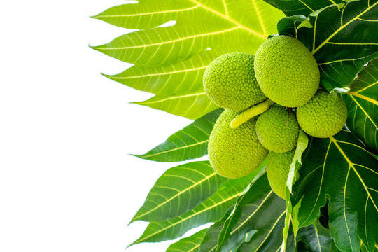 Six Breadfruit On A Branch Background