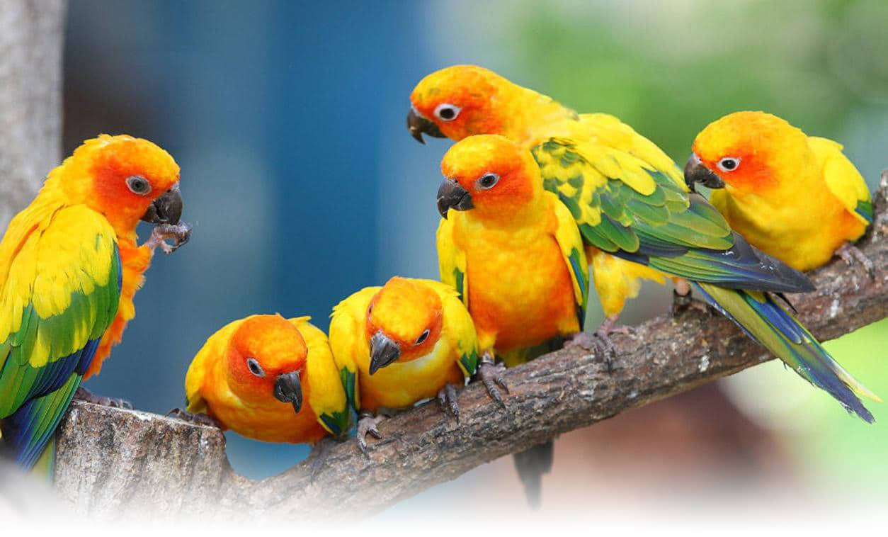 Six Conure Parrots Background