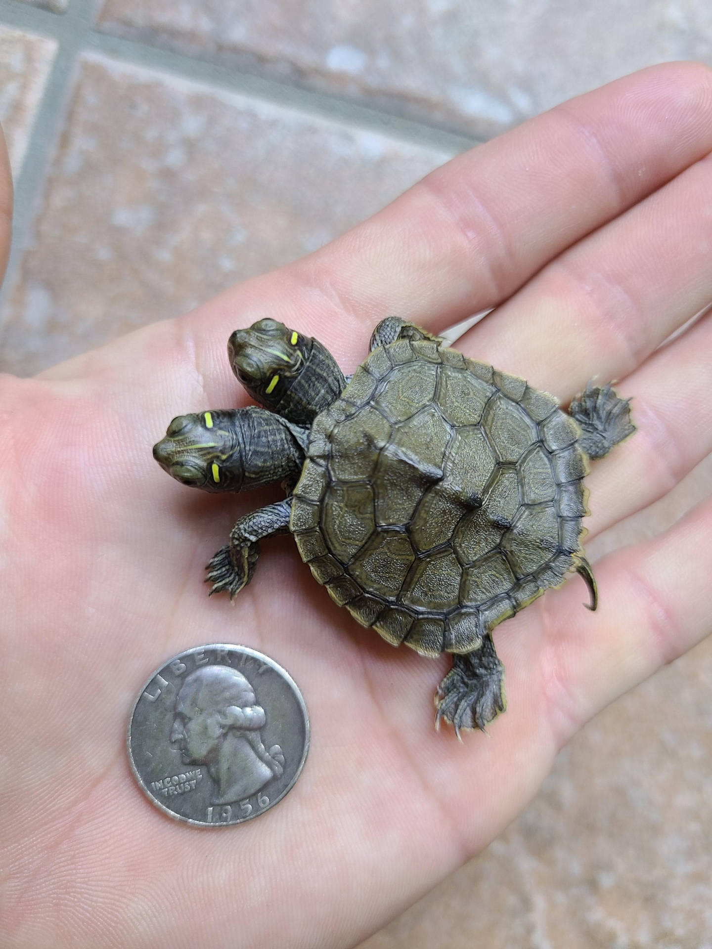 Size Of Two-headed False Map Turtle Background