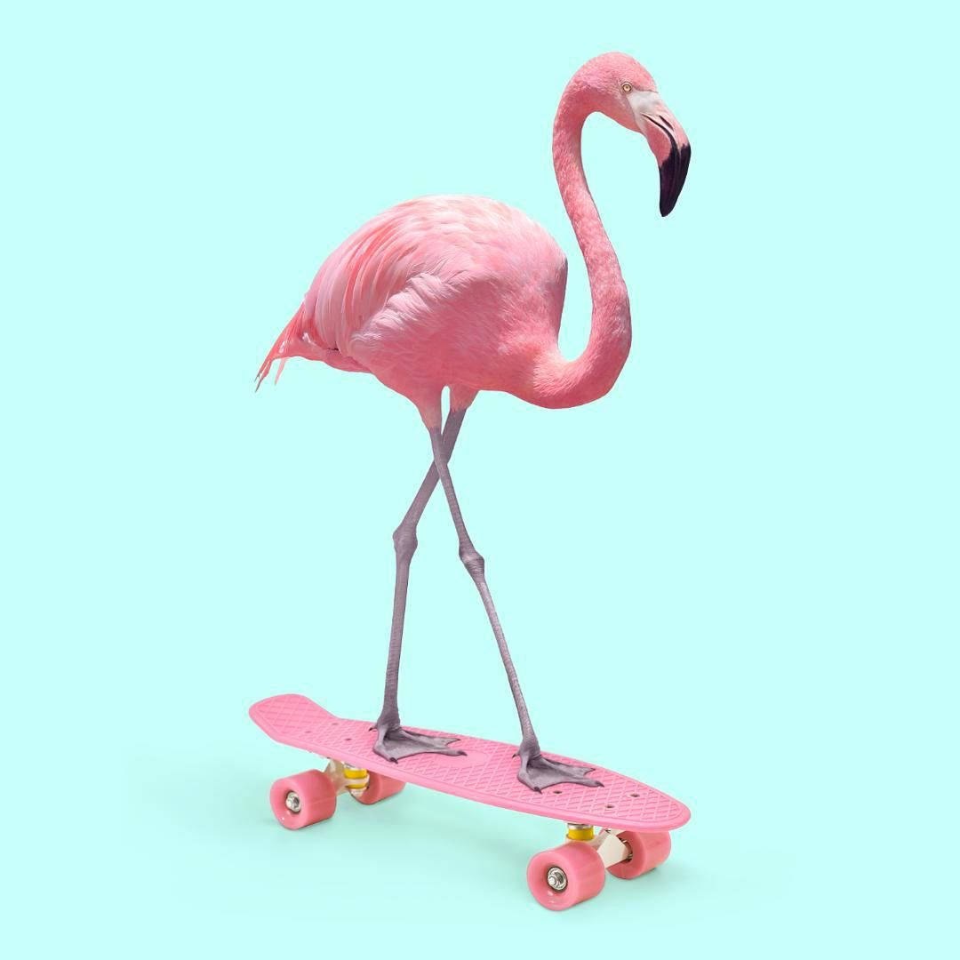 Skating Pink Flamingo On Blue