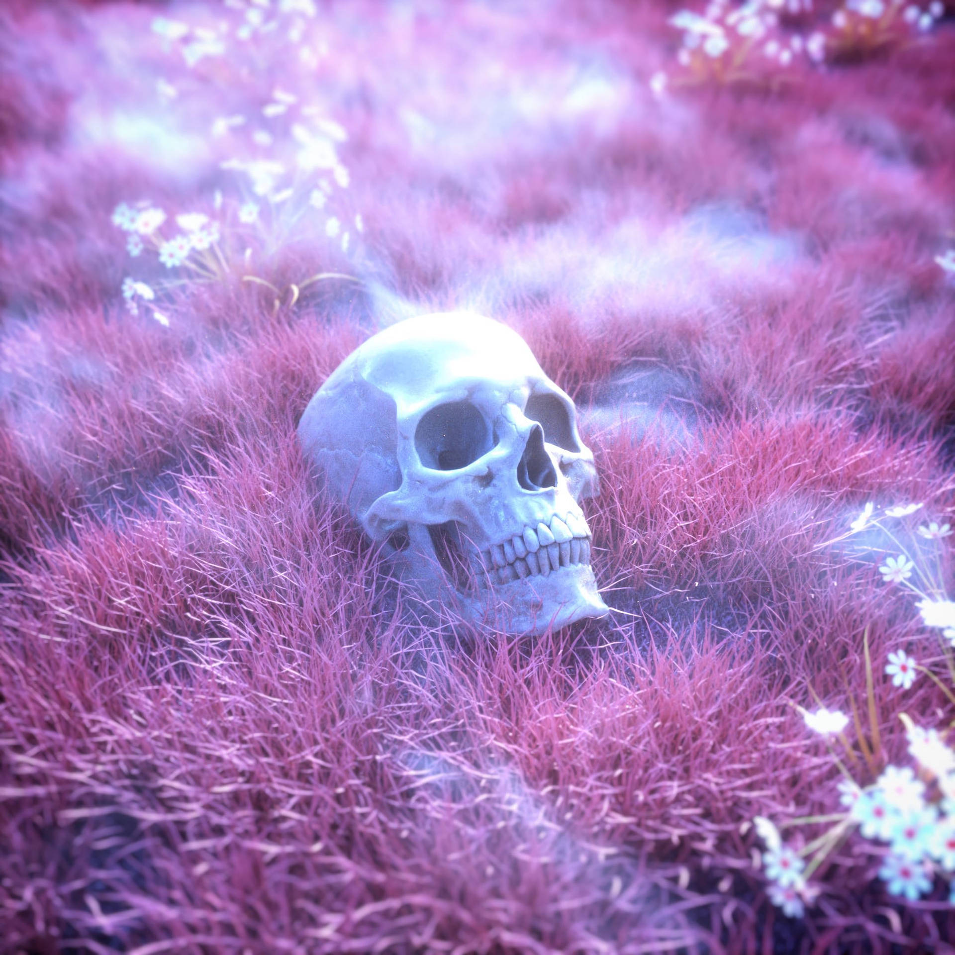 Skeleton Pink Skull Background