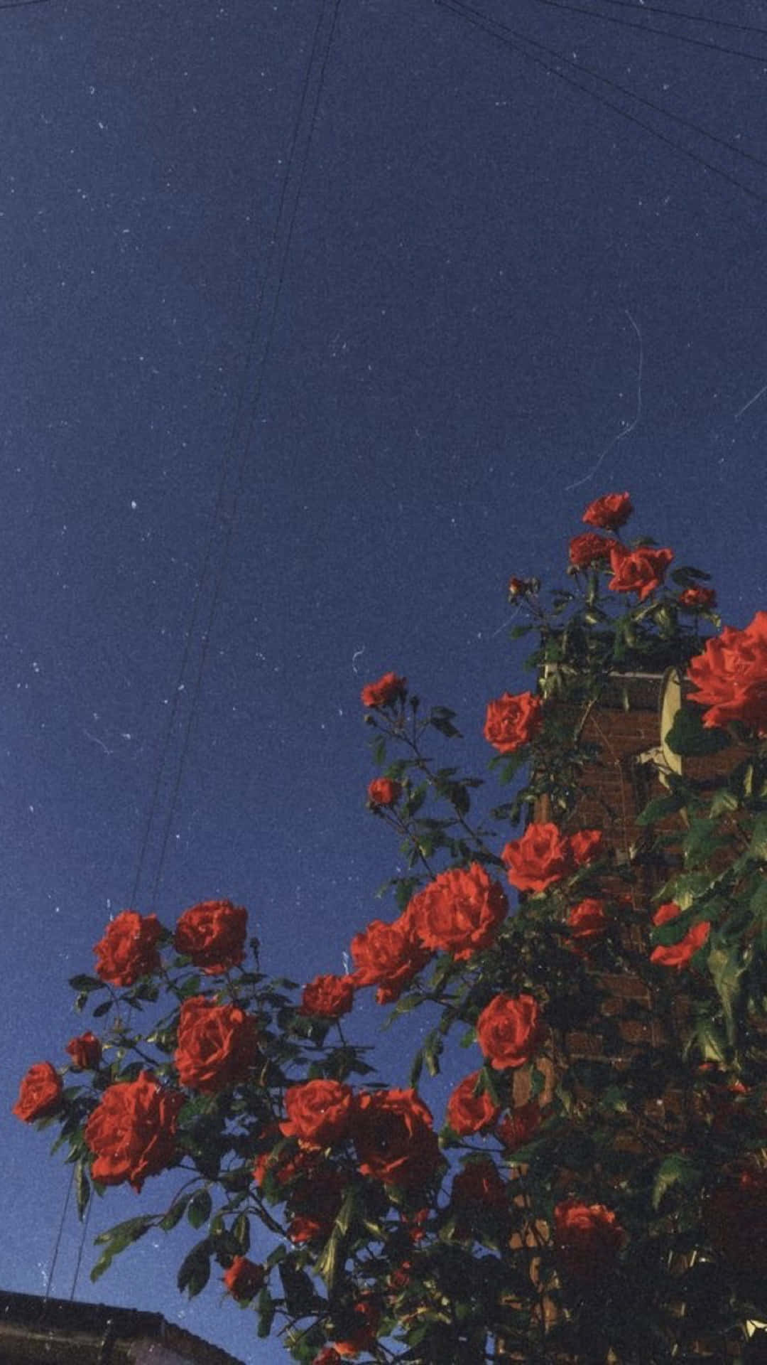 Skies And Rose Plant Phone Background