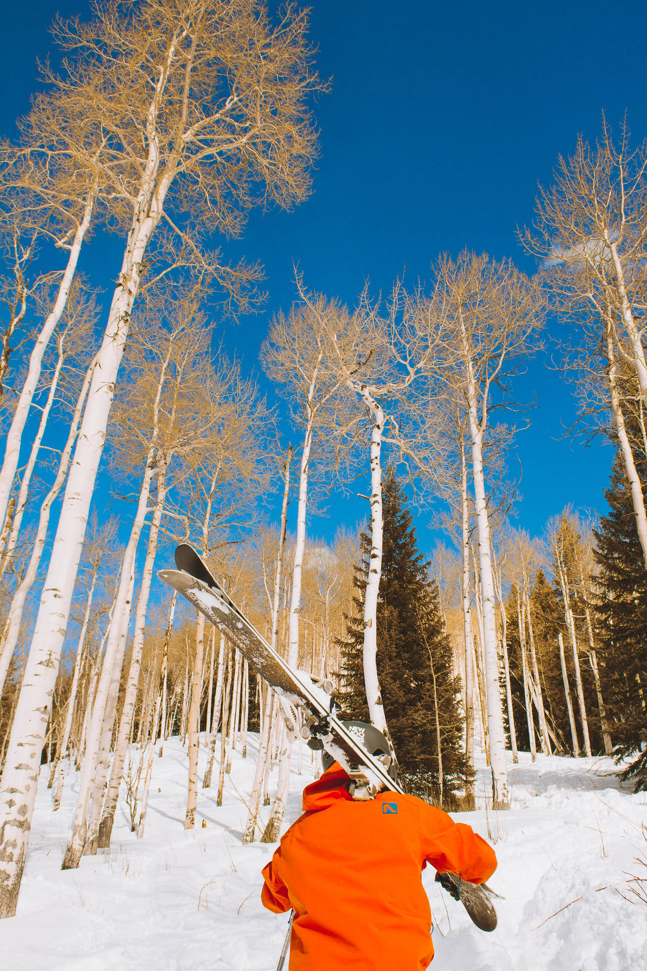 Skiing Bare Trees Background