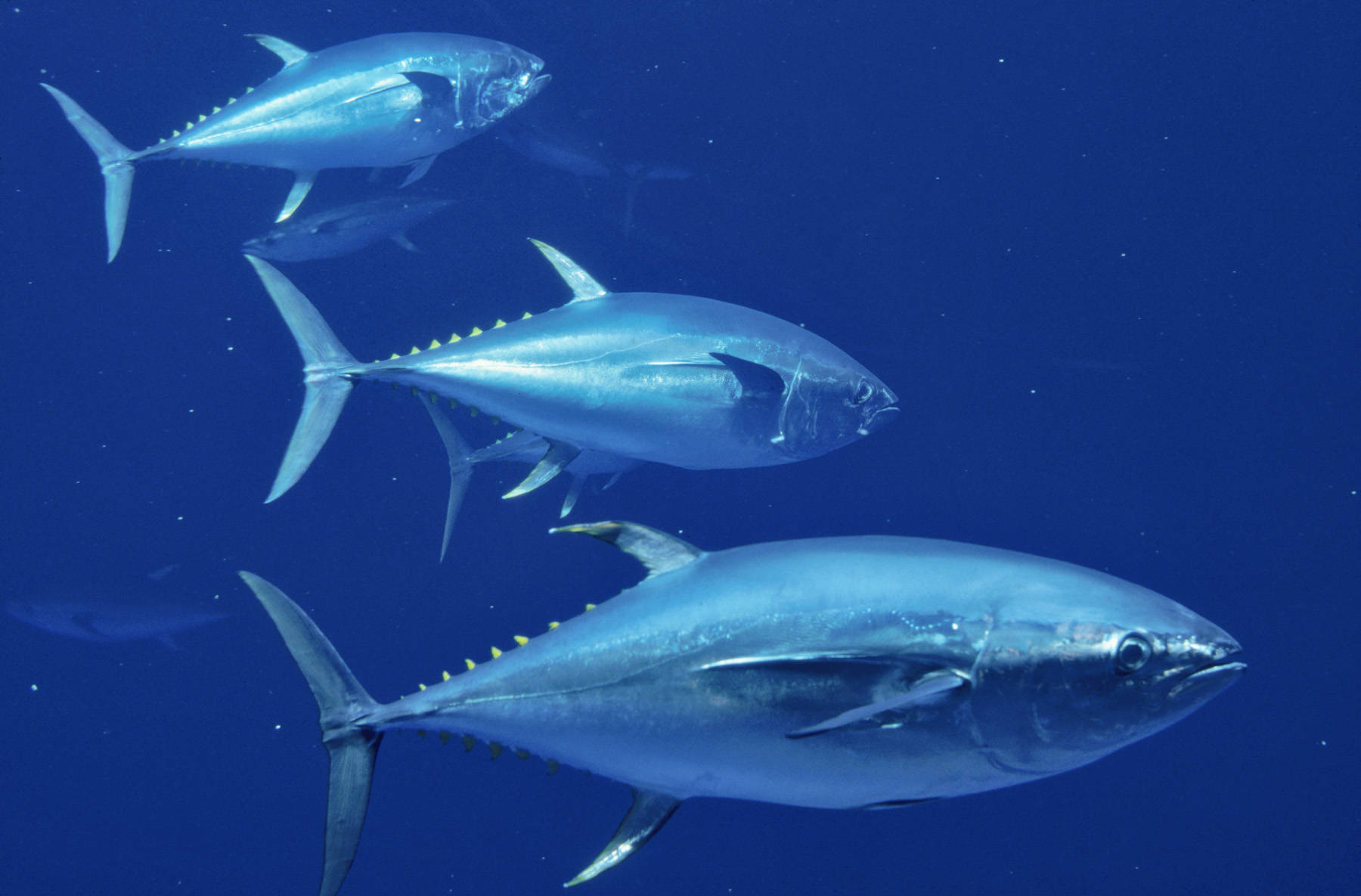 Skipjack Tuna Fishes Underwater Background