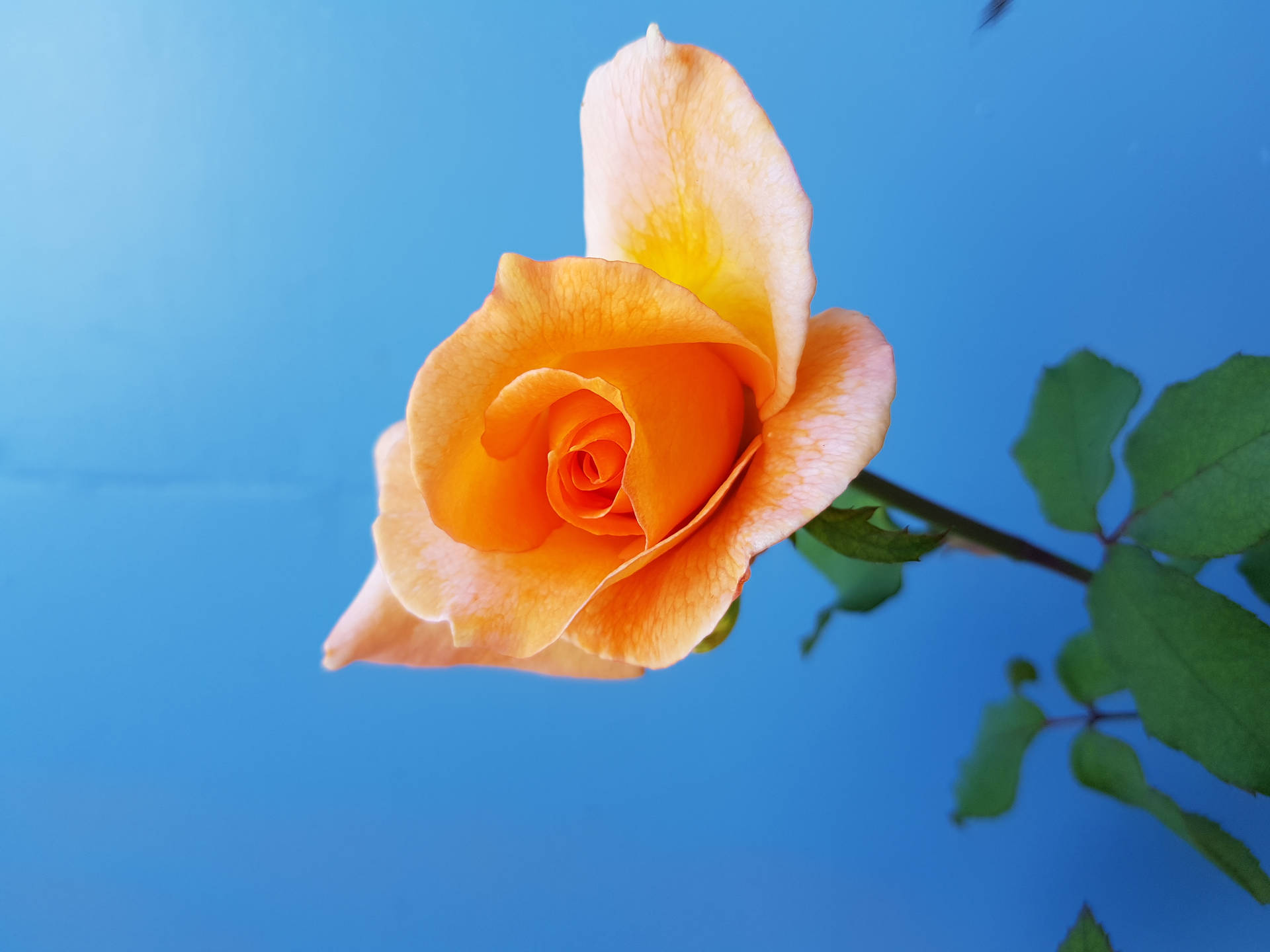 Sky And Yellow Rose Flower
