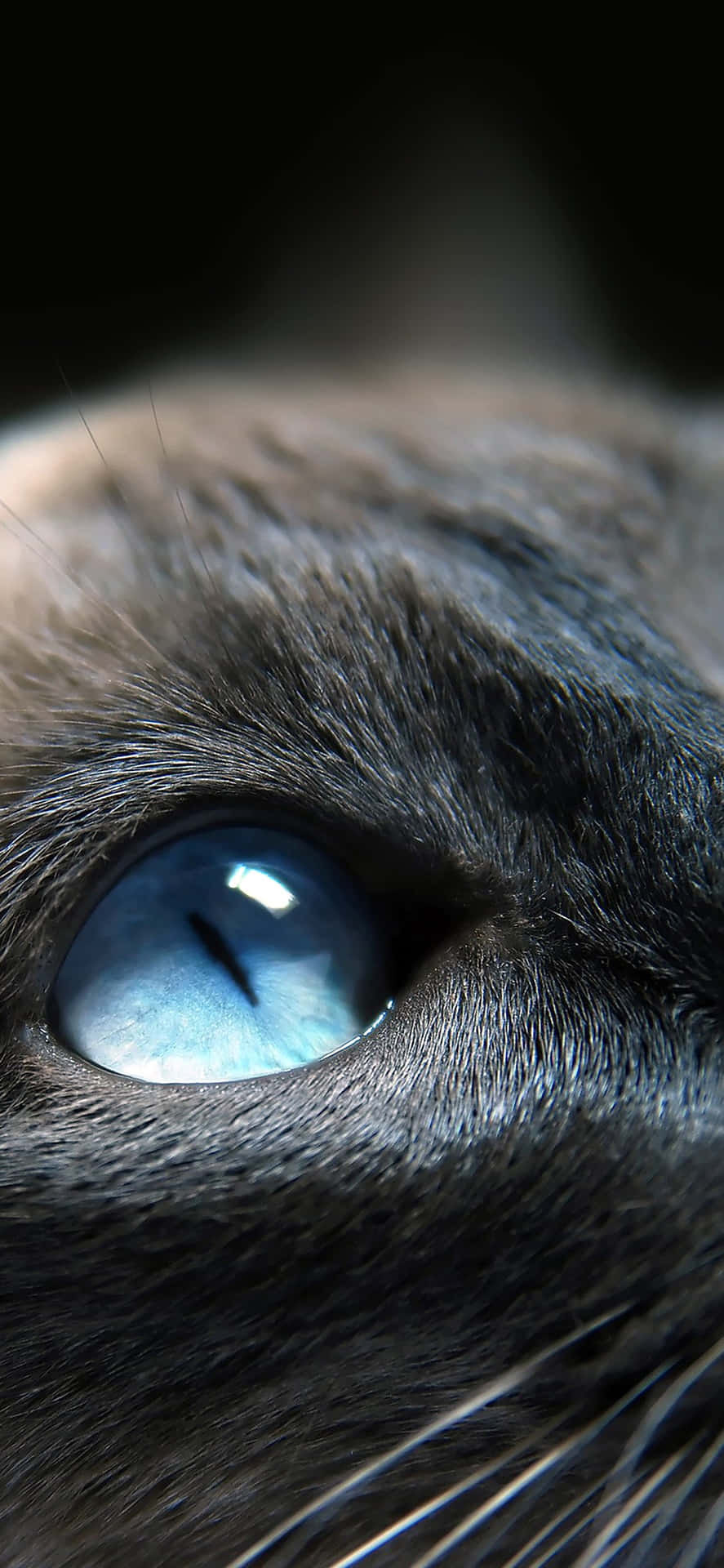 Sky Blue Cat Eyes Closed Up