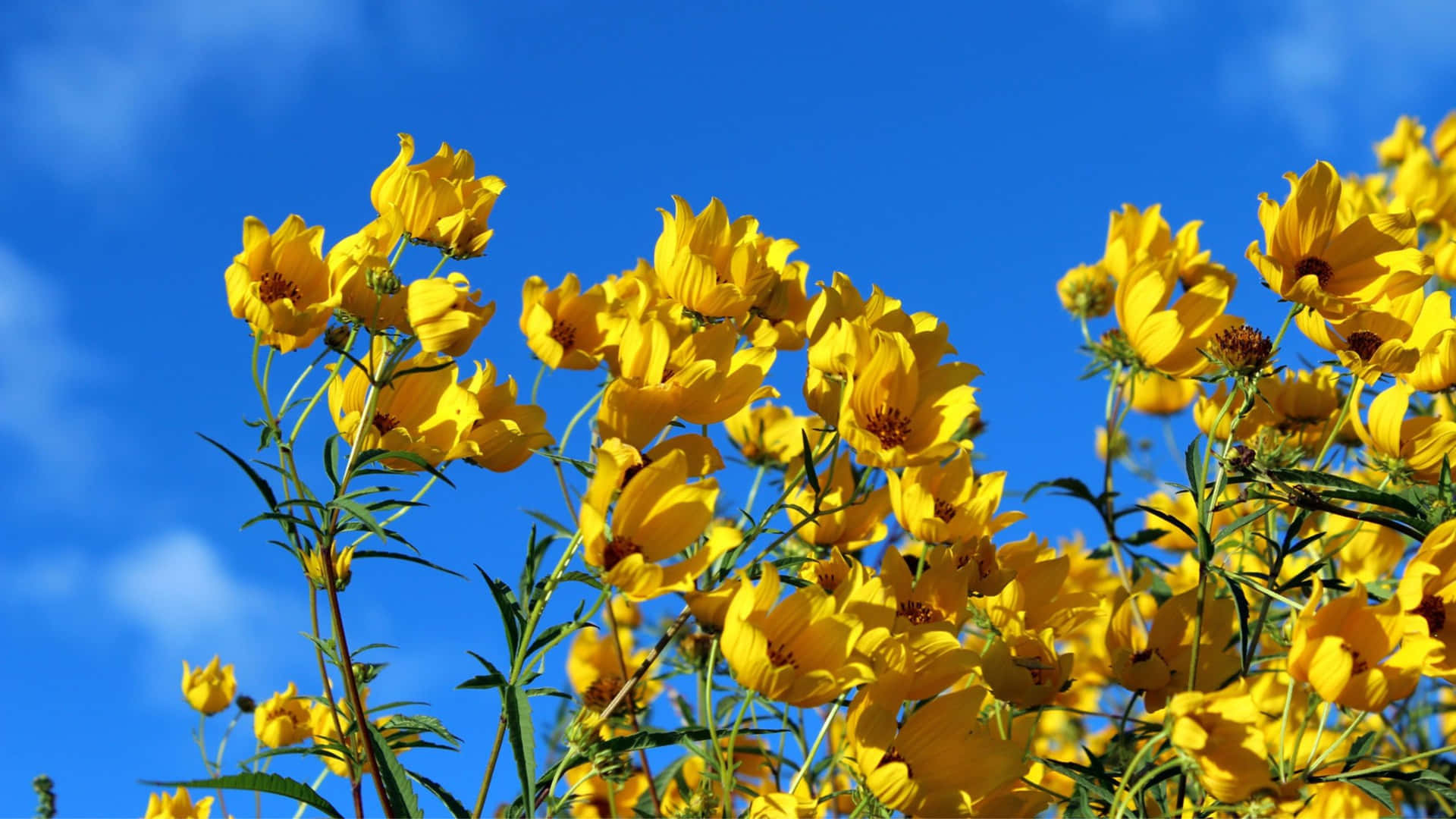 Sky View With Yellow Aesthetic Flower Desktop