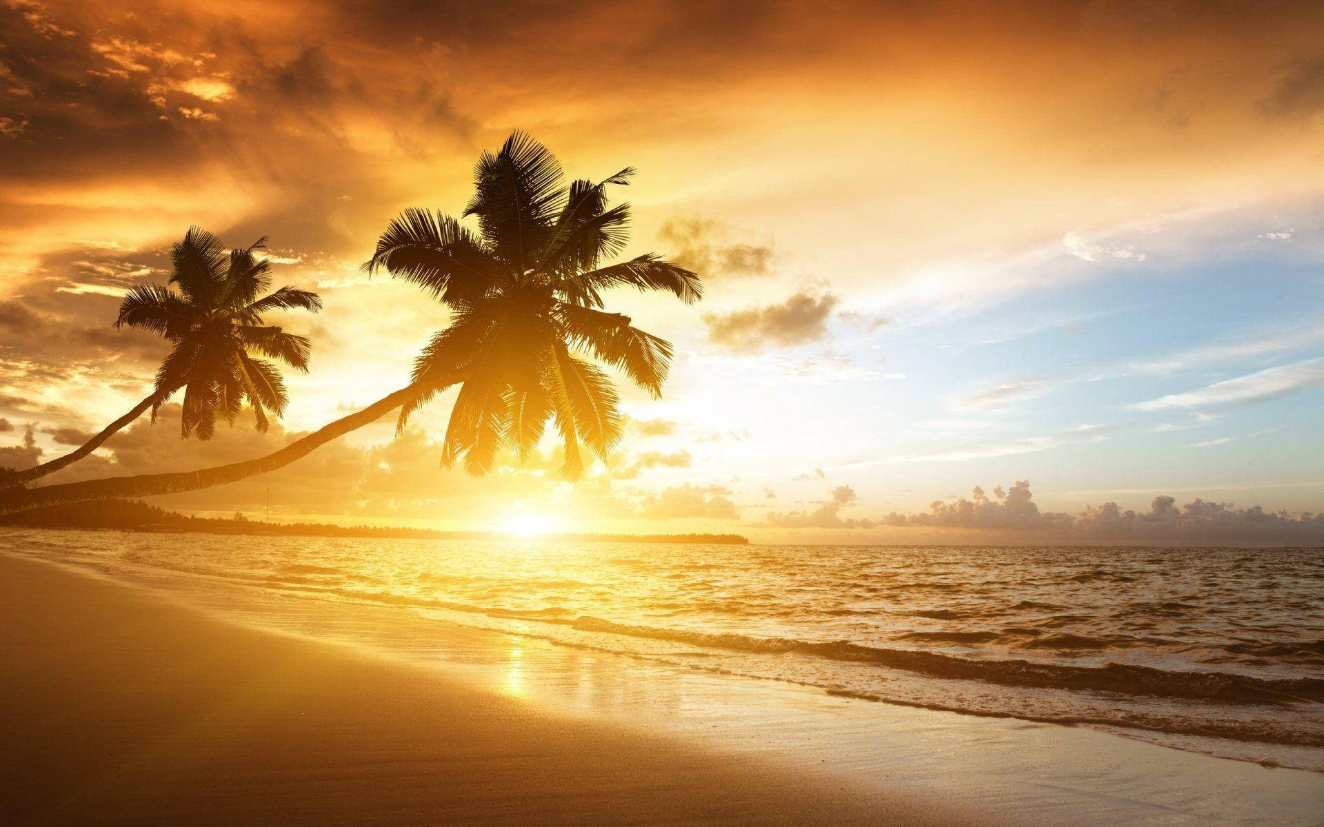 Slanted Palm Trees On Beach Sunset Background