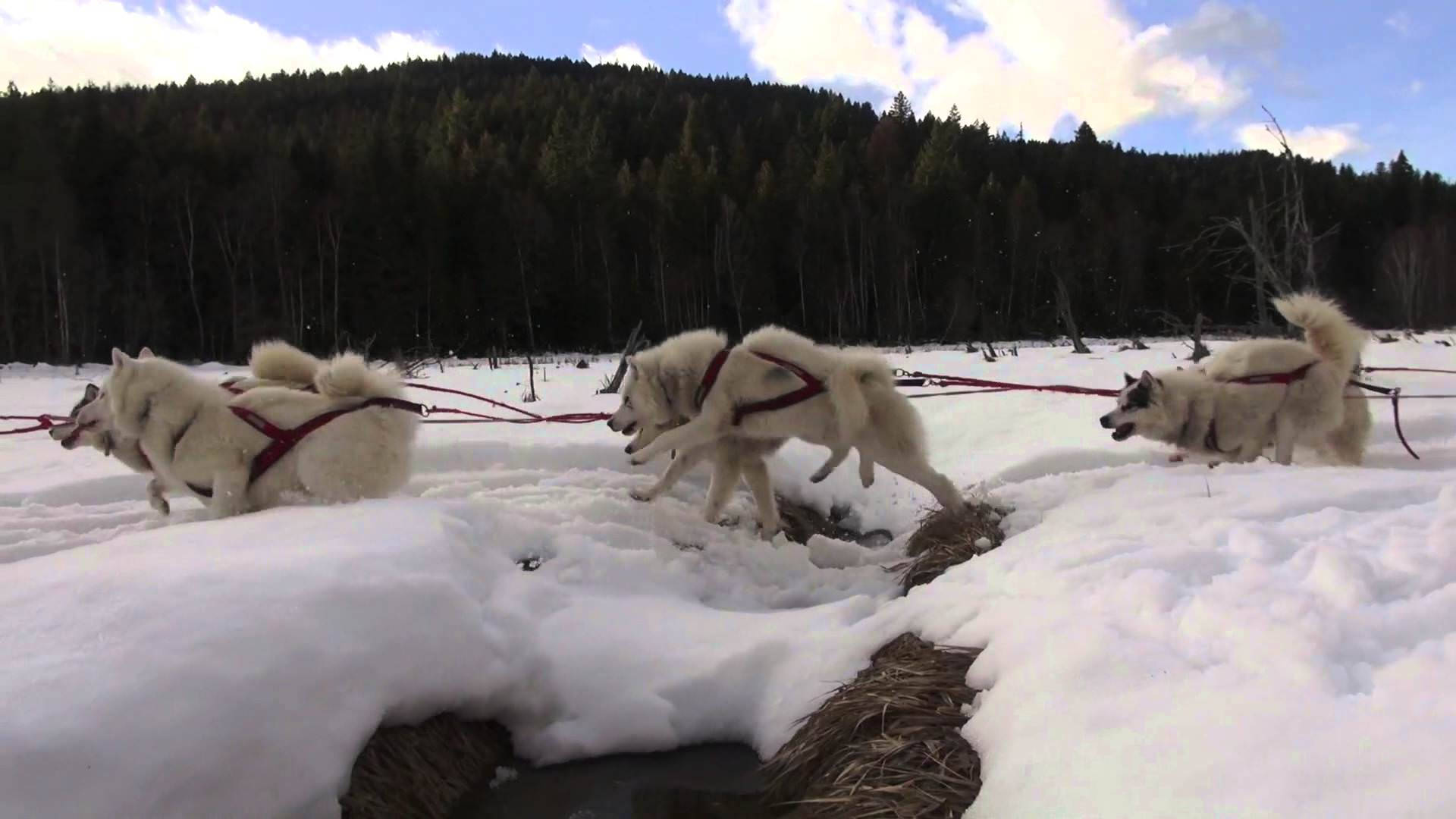 Sled Dogs Winter Landscape Background