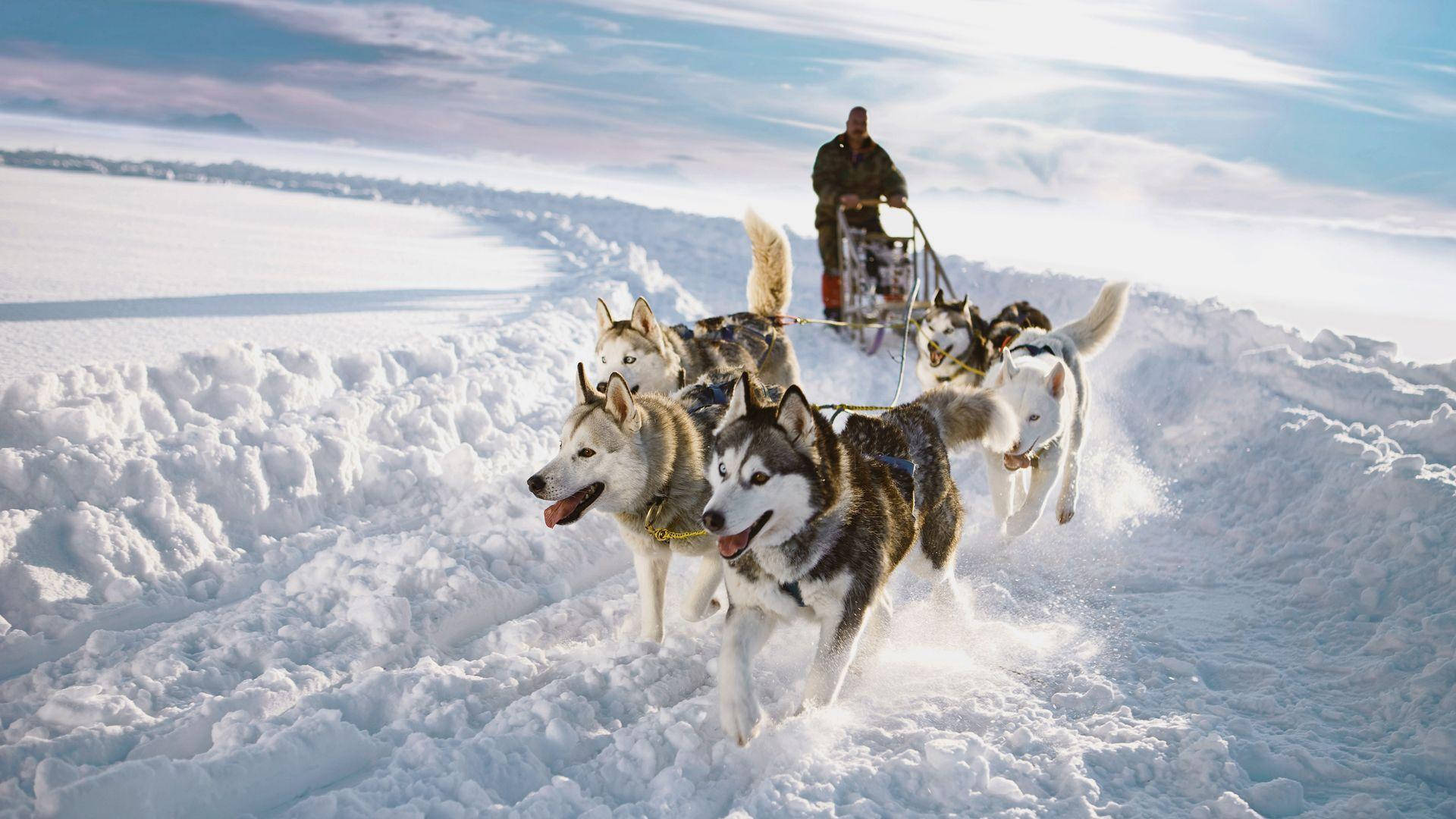 Sledding With Huskies Background