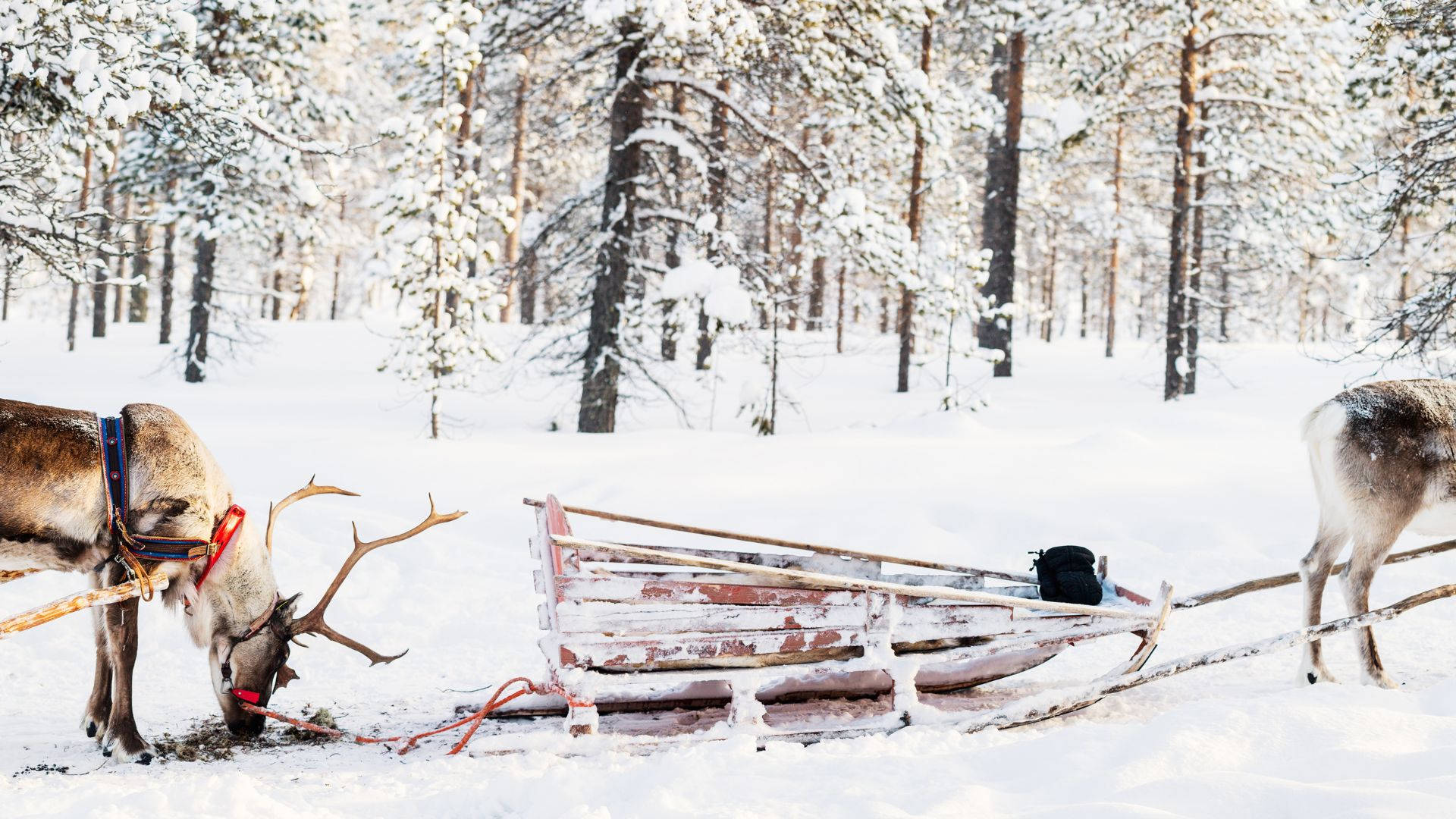 Sledding With Reindeers Background