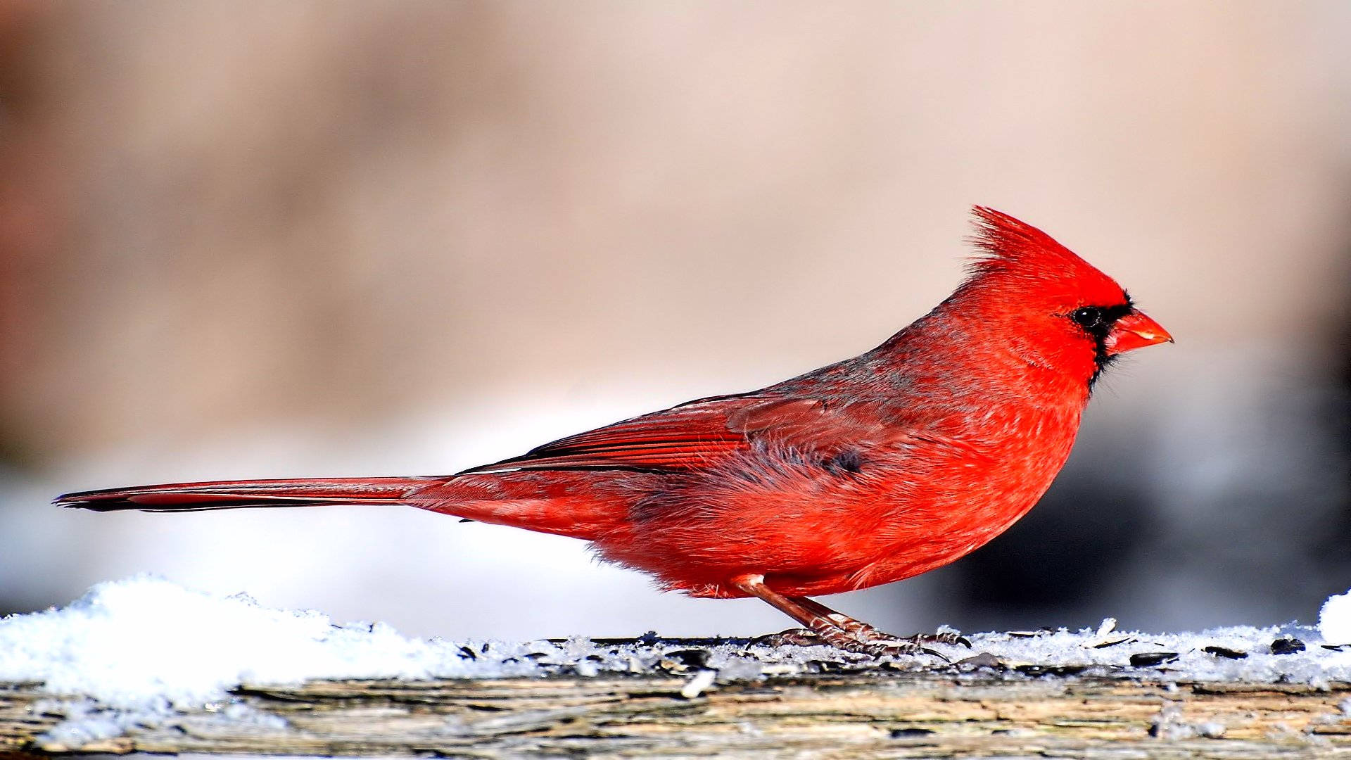 Sleek Cardinal Background