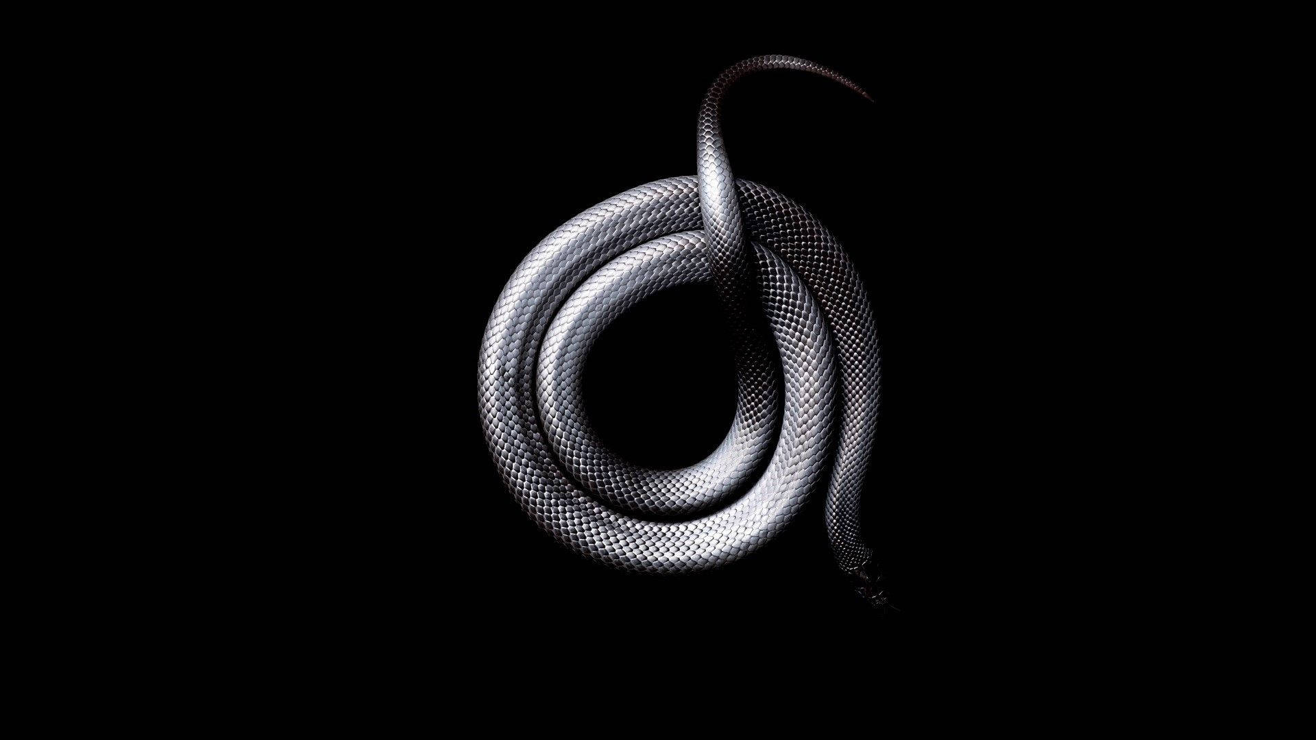 Sleek Scaled Silver Black Snake Background