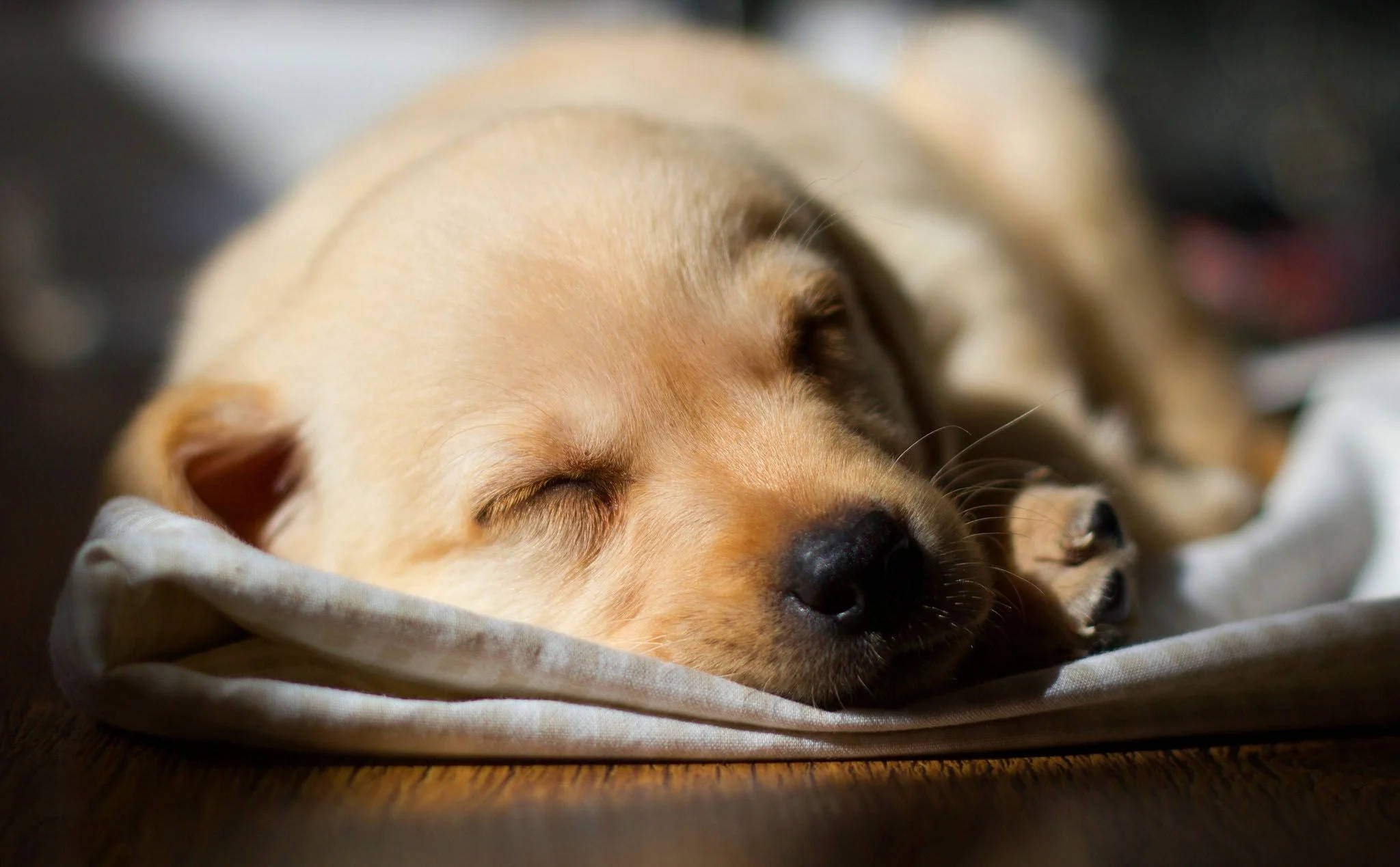 Sleep Labrador Retriever Puppy Desktop Background