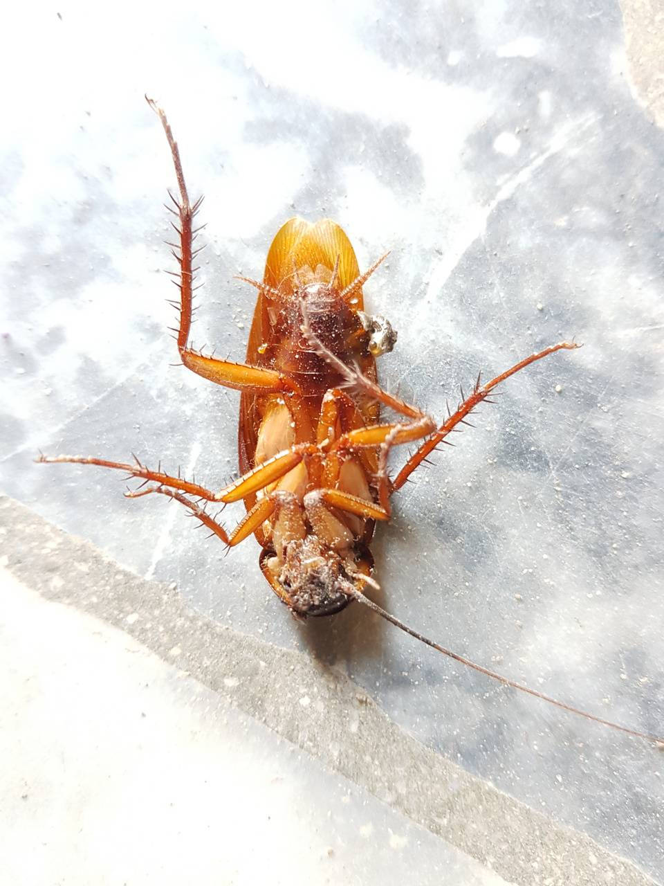 Sleeping Adult American Cockroach