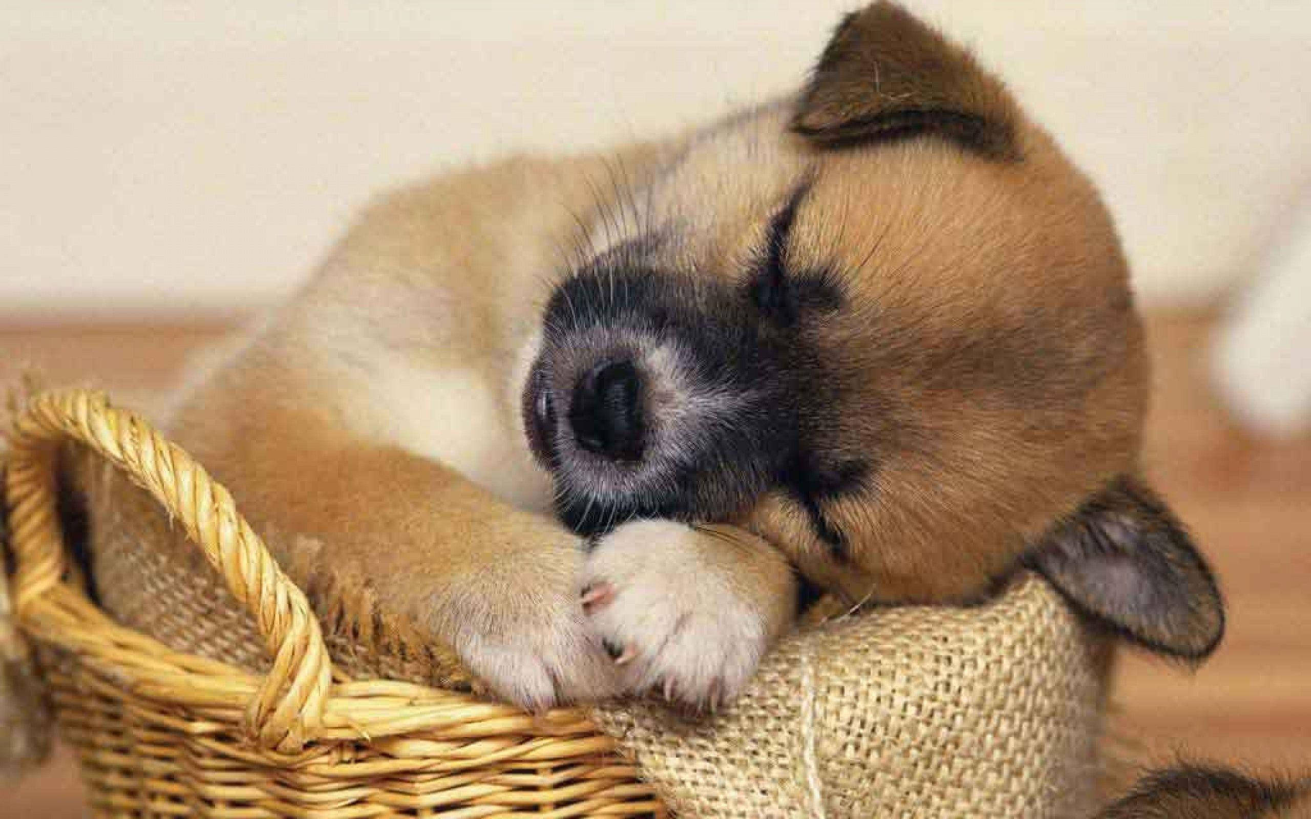 Sleeping Akita Puppy Desktop