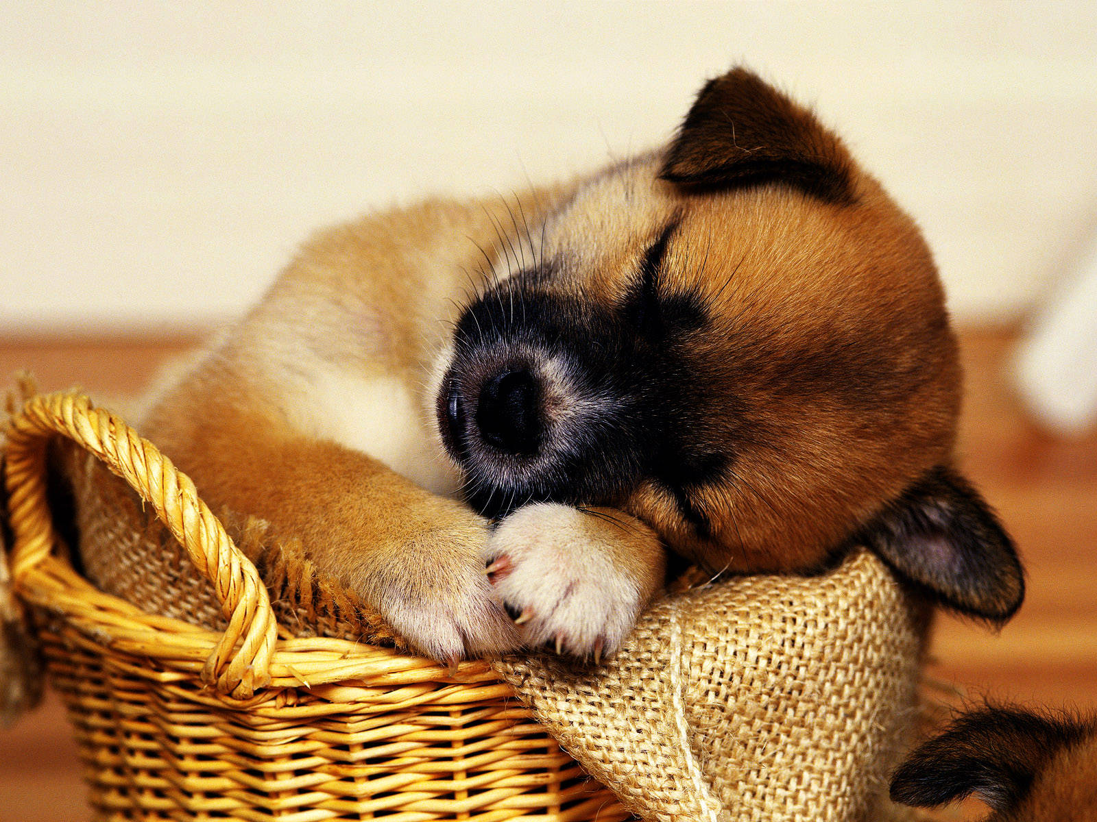 Sleeping Baby Brown Dog Inside A Basket