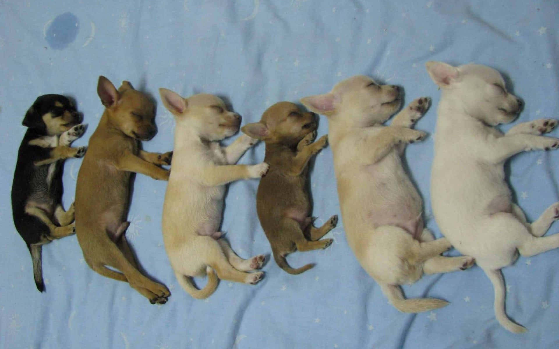 Sleeping Baby Chihuahua Dog Background