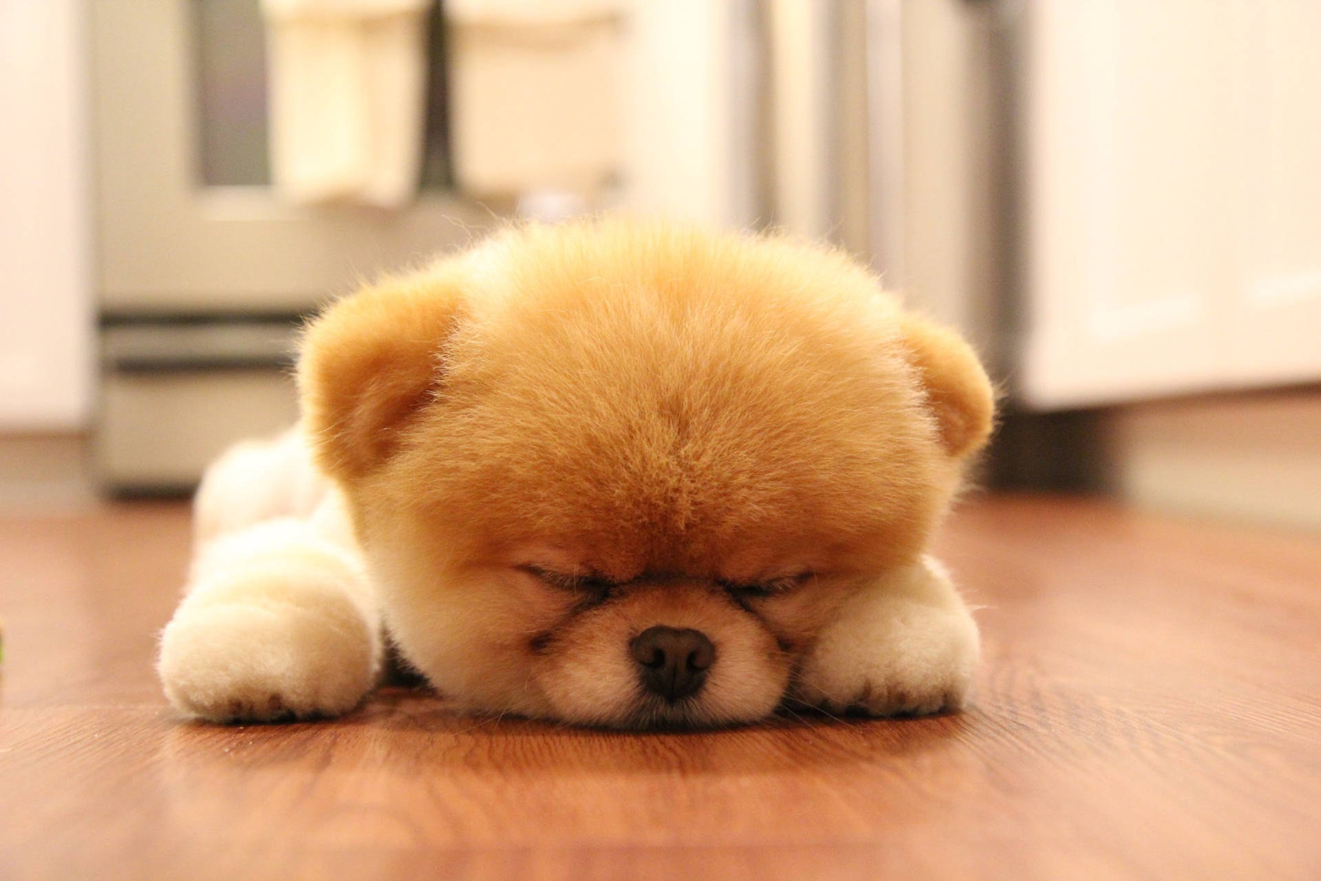 Sleeping Baby Chowchow Dog