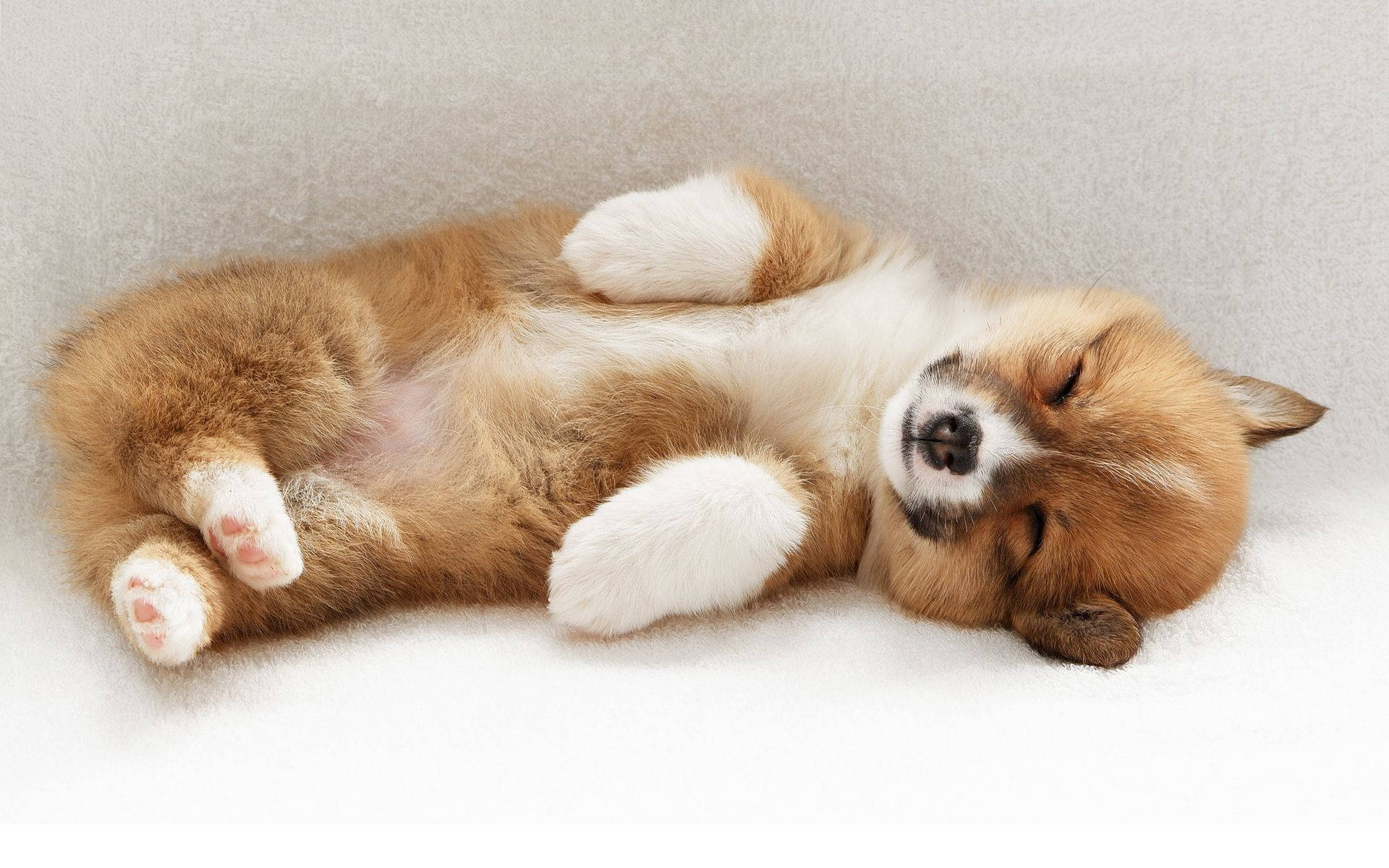 Sleeping Baby Corgi Dog