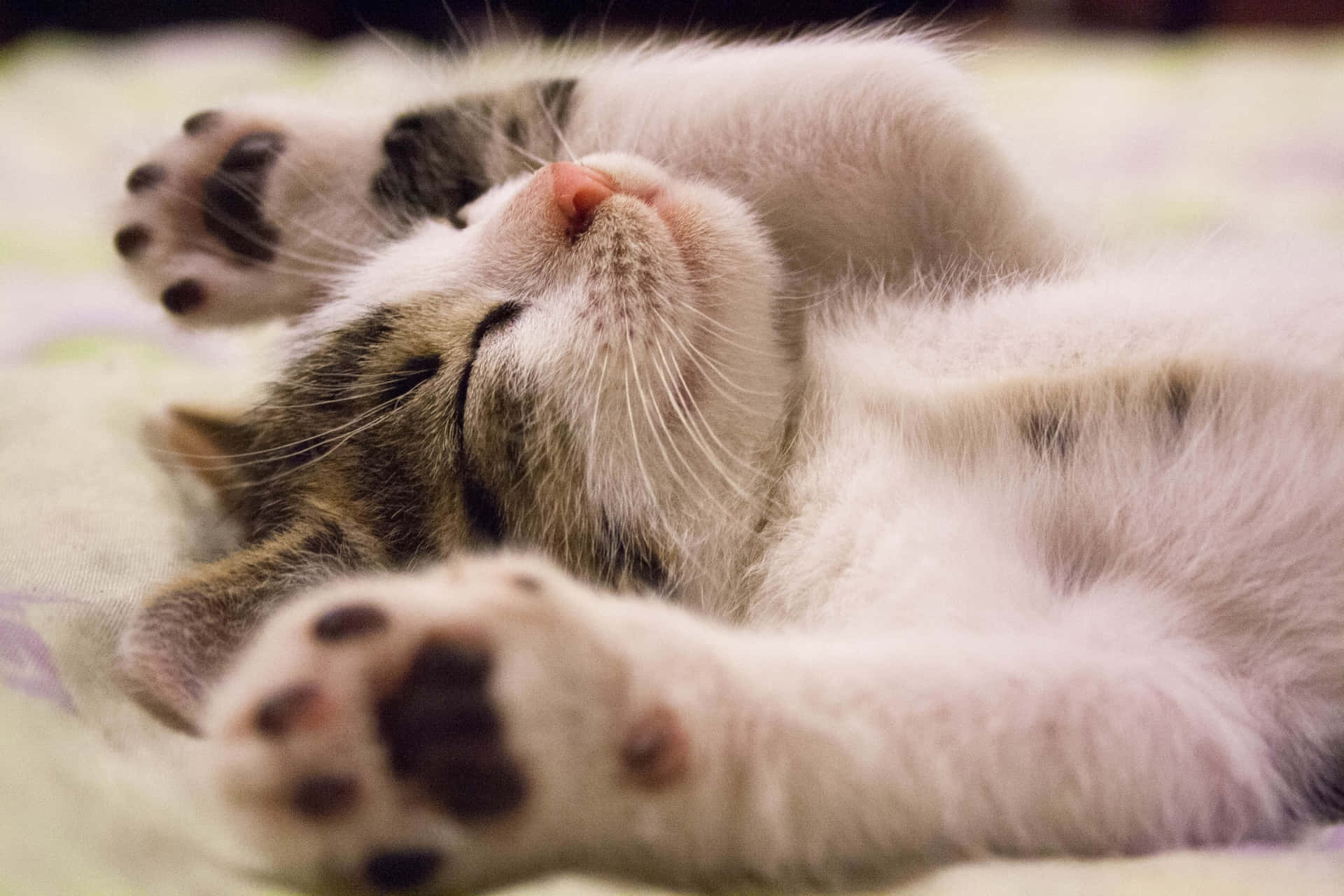 Sleeping Baby Cute Cat Pfp