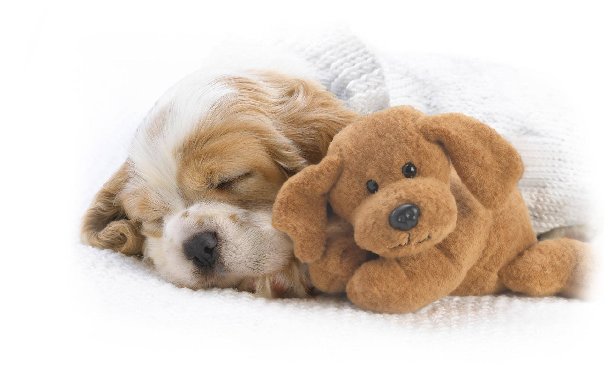 Sleeping Baby Dog With Teddy Bear